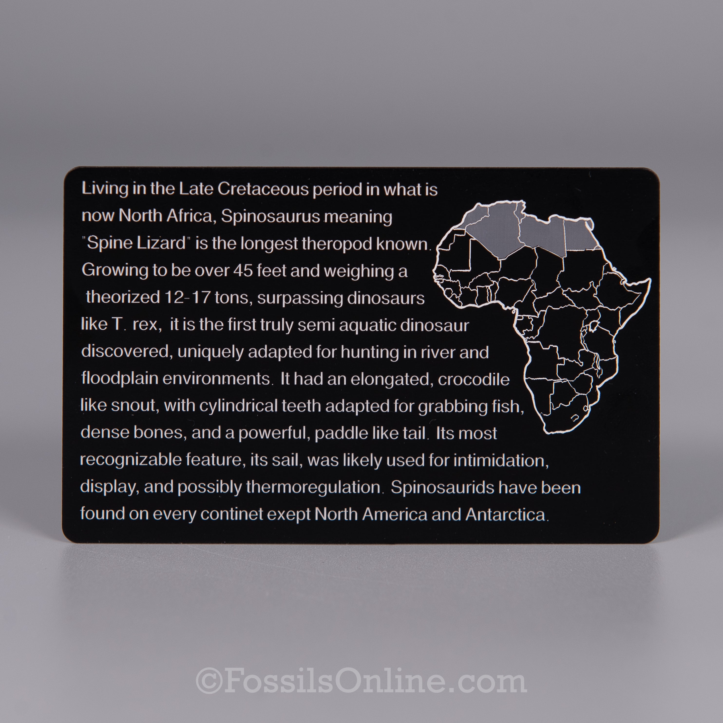 Spinosaurus Fossil ID Card