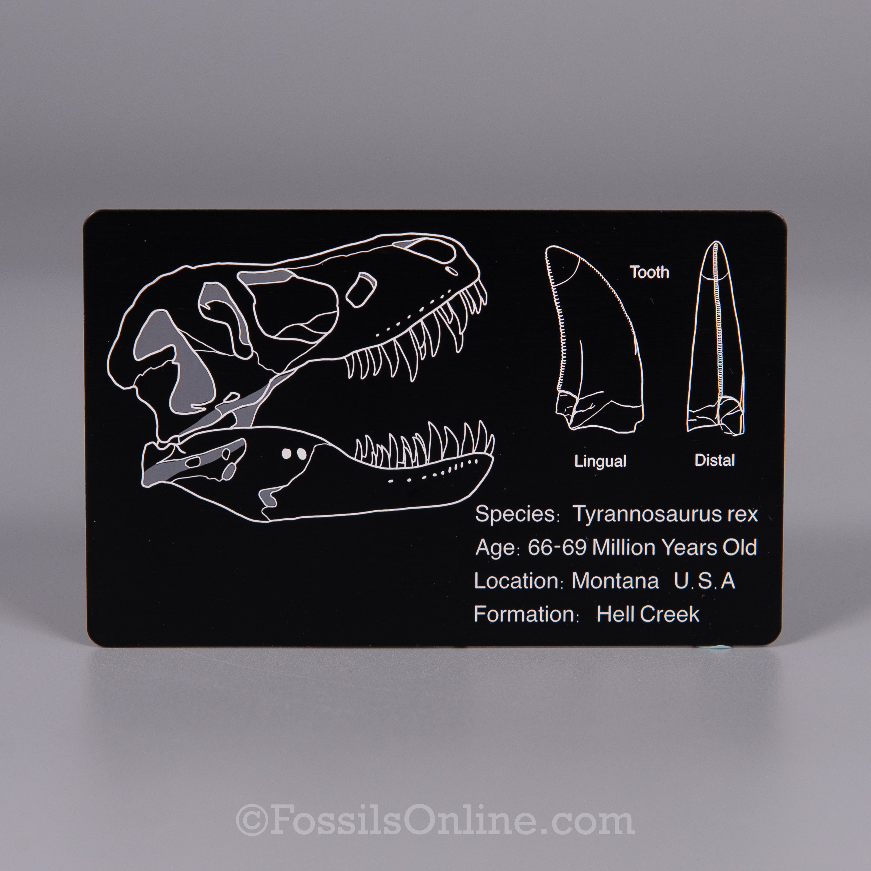 Tyrannosaurus rex Fossil ID Card