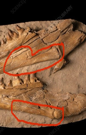 Mosasaur Jaw in Matrix