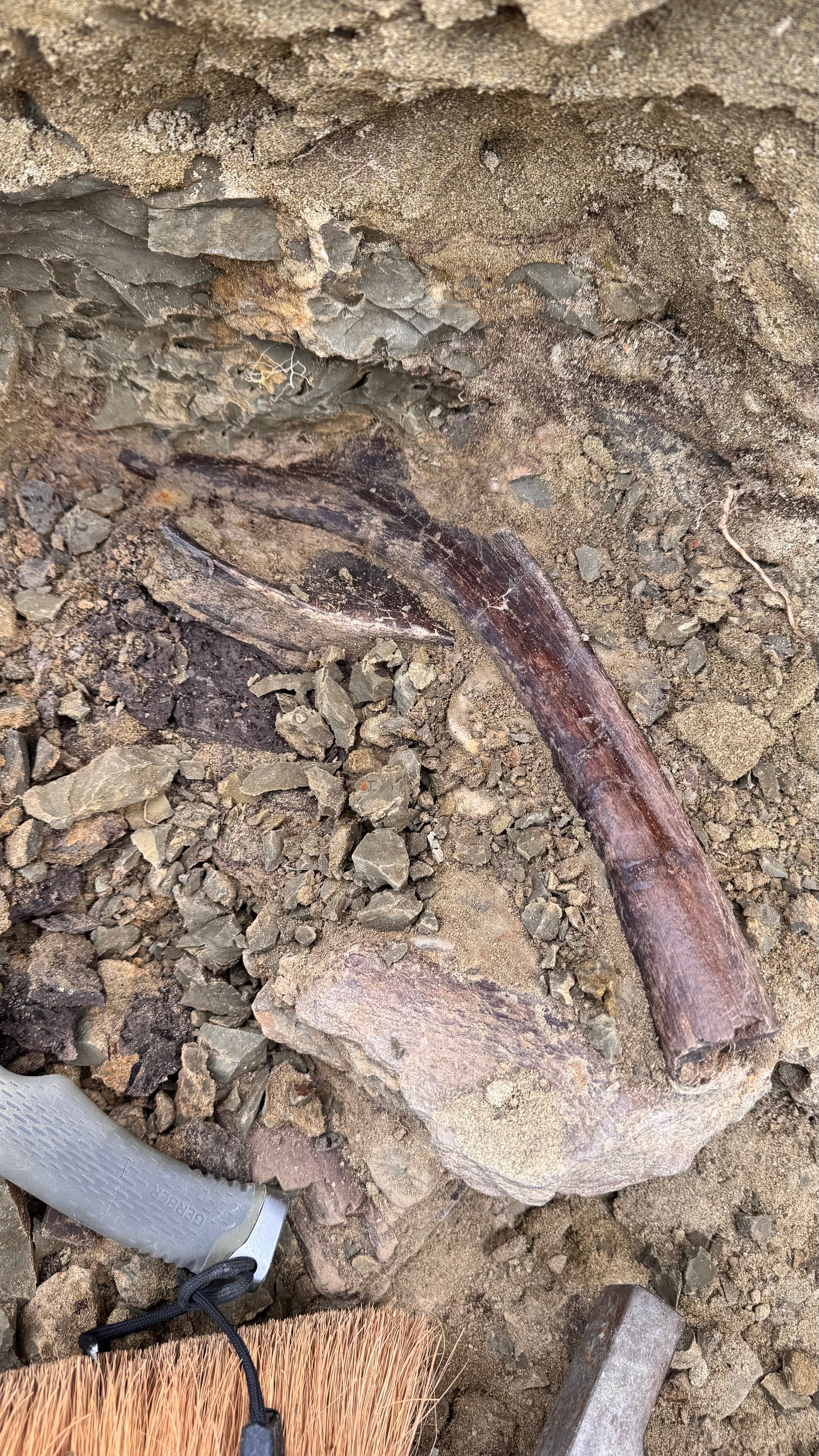 Large Dinosaur Rib