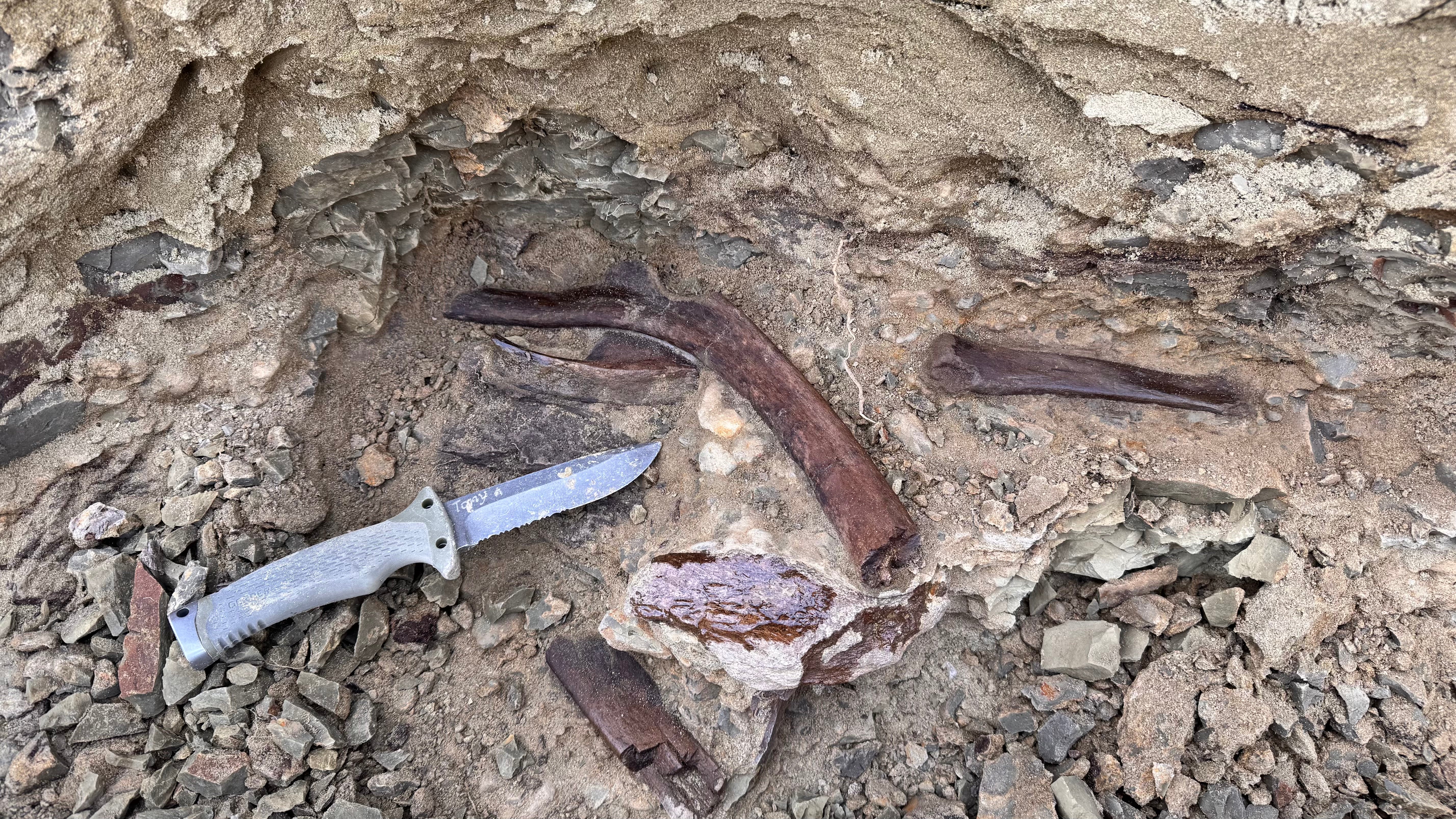 Large Dinosaur Rib