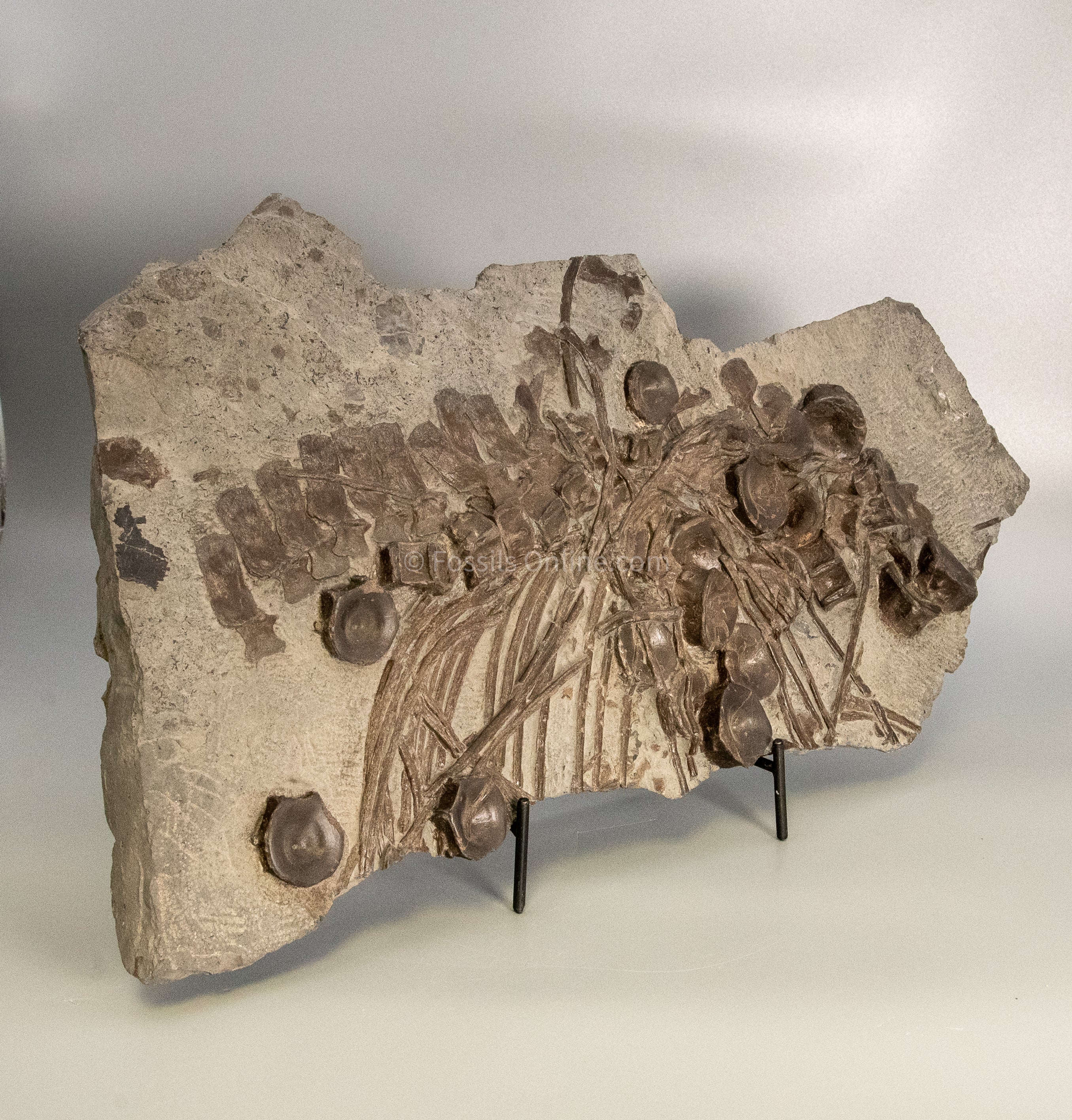 Ichthyosaurus Vertebrae and Ribs in Matrix