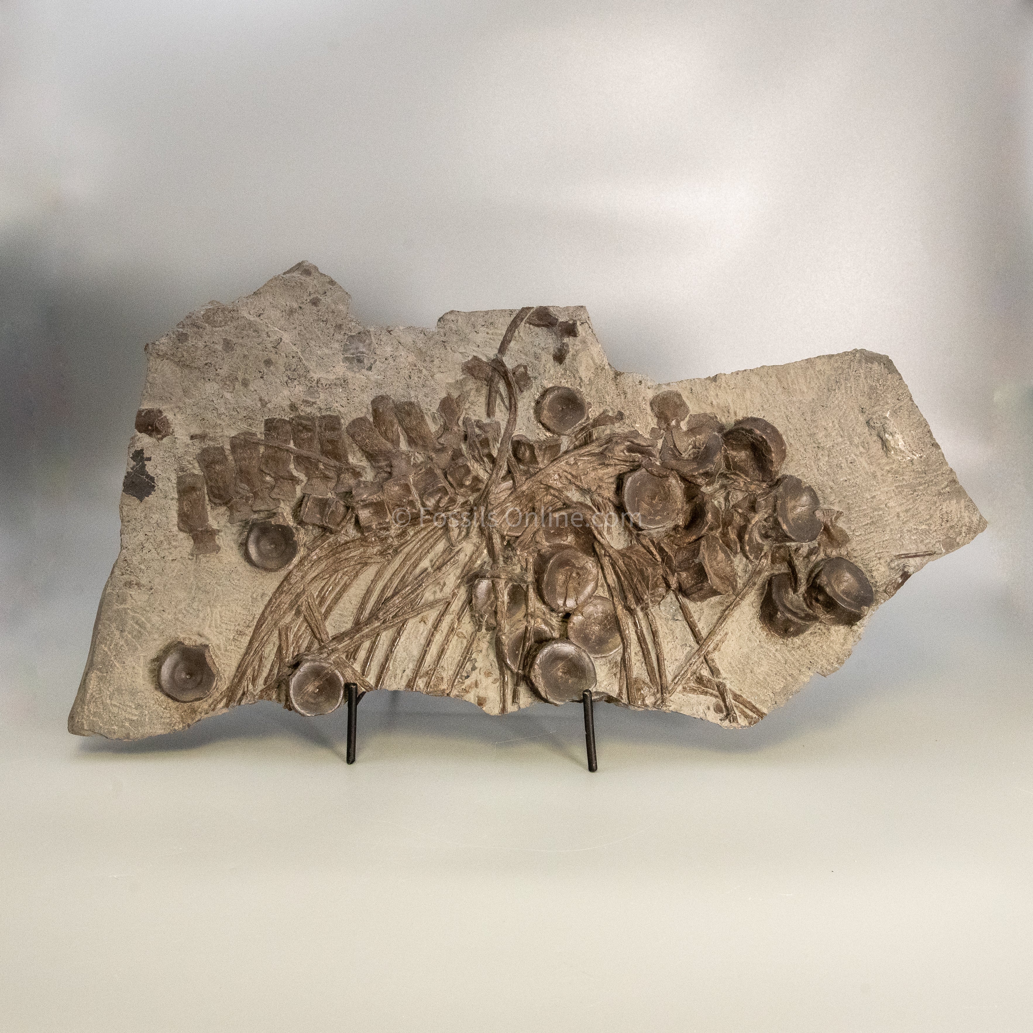 Ichthyosaurus Vertebrae and Ribs in Matrix