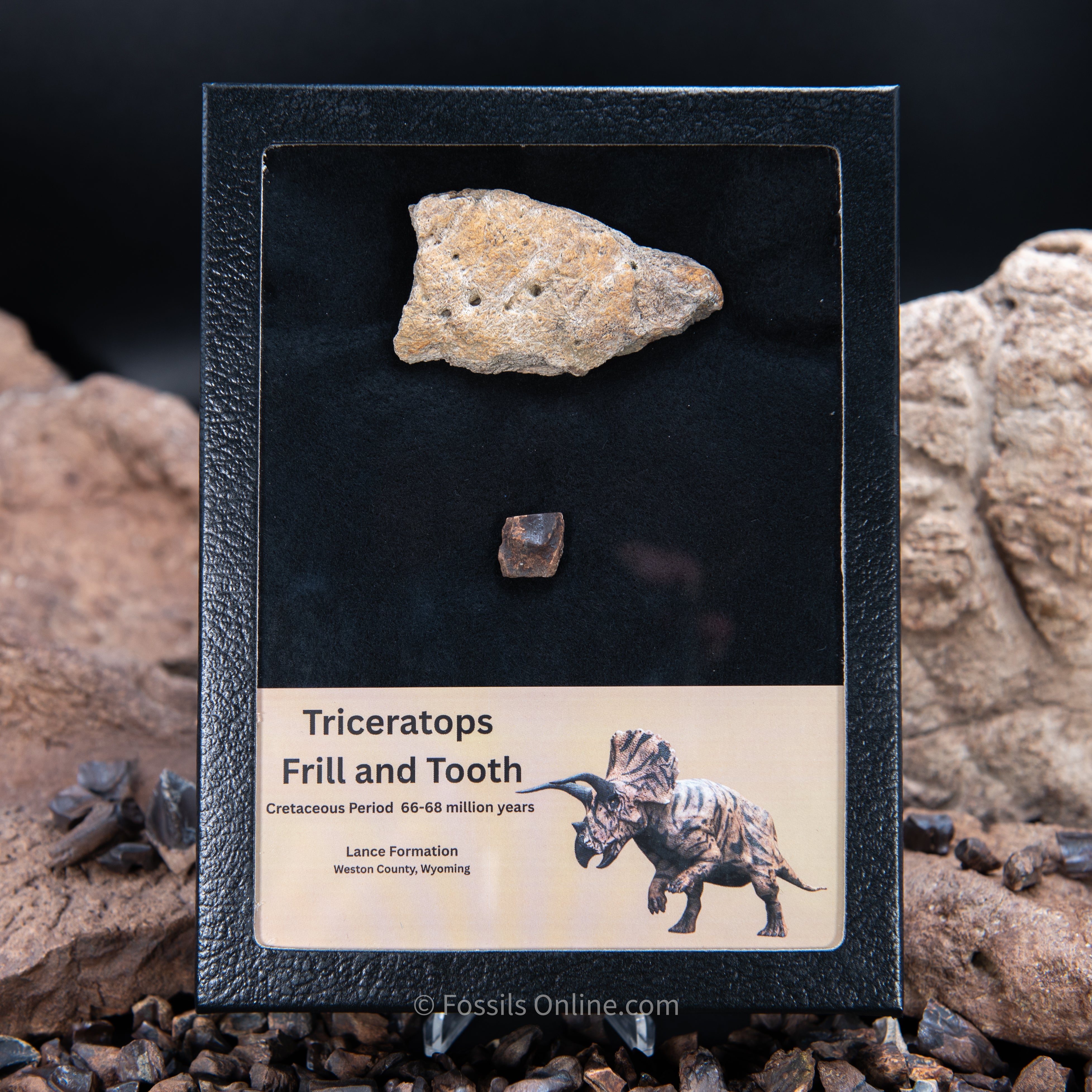 Triceratops Tooth and Frill  Section in  LG Display Case