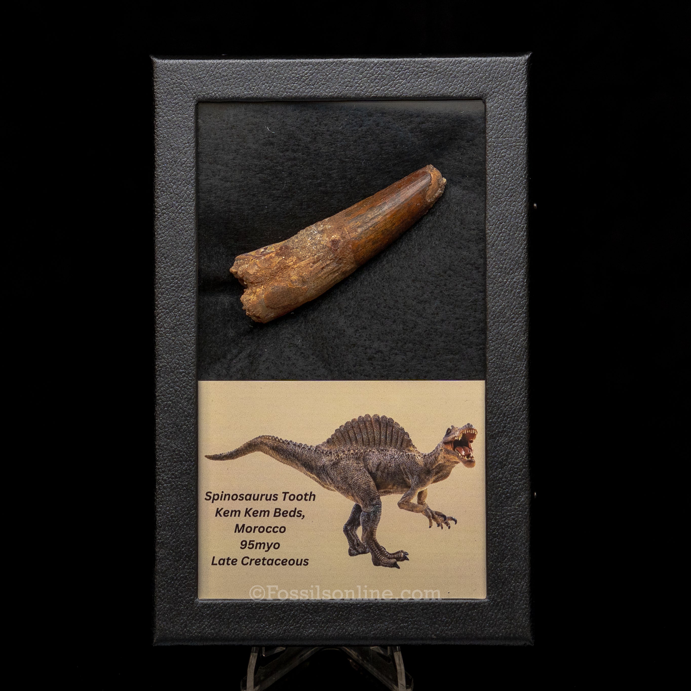 Spinosaurus Dinosaur Tooth Lg Case