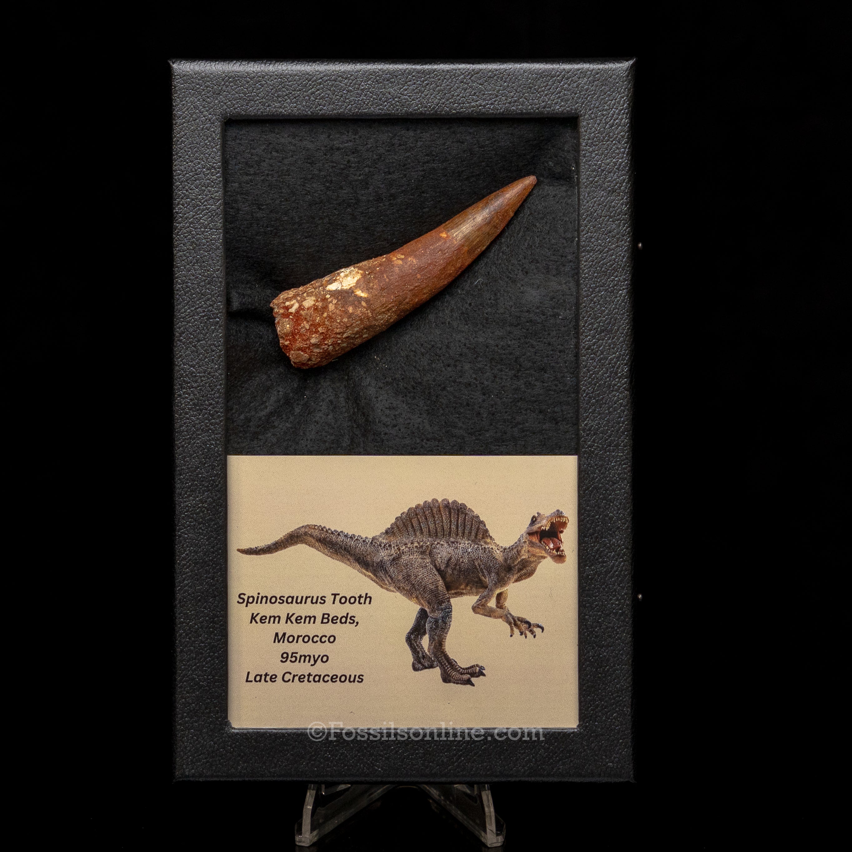 Spinosaurus Dinosaur Tooth Lg Case