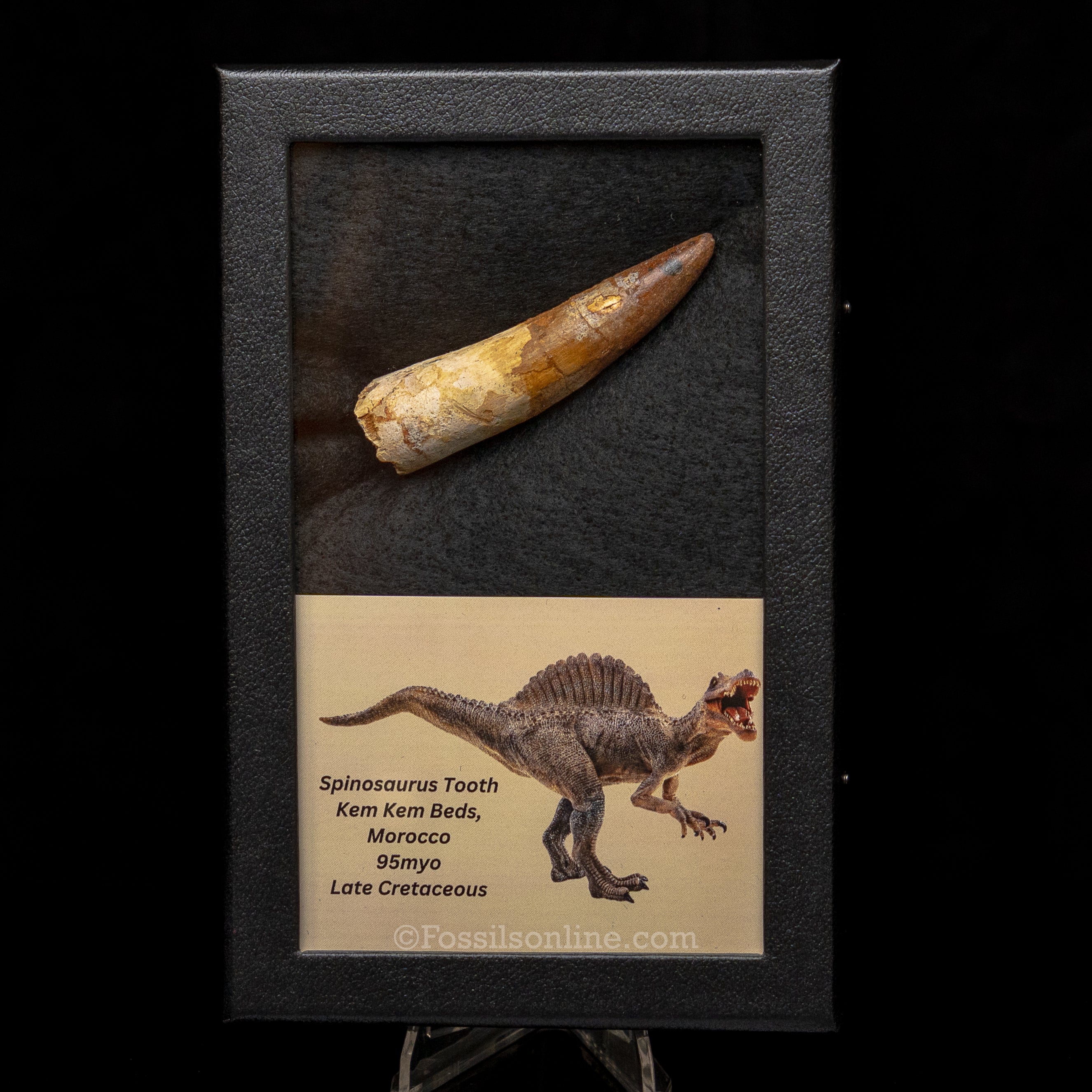 Spinosaurus Dinosaur Tooth Lg Case
