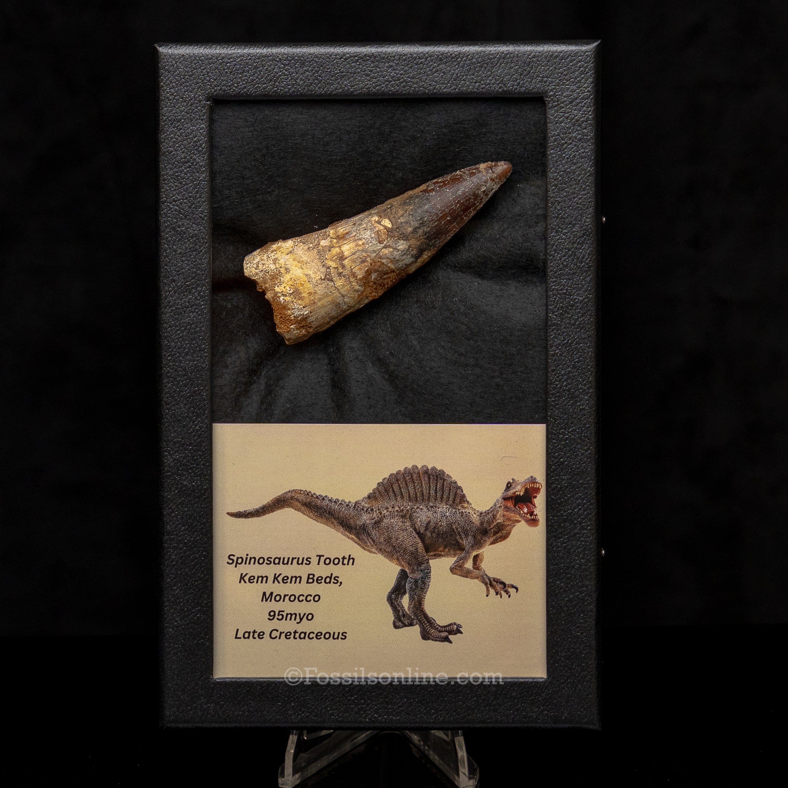 Spinosaurus Dinosaur Tooth Lg Case