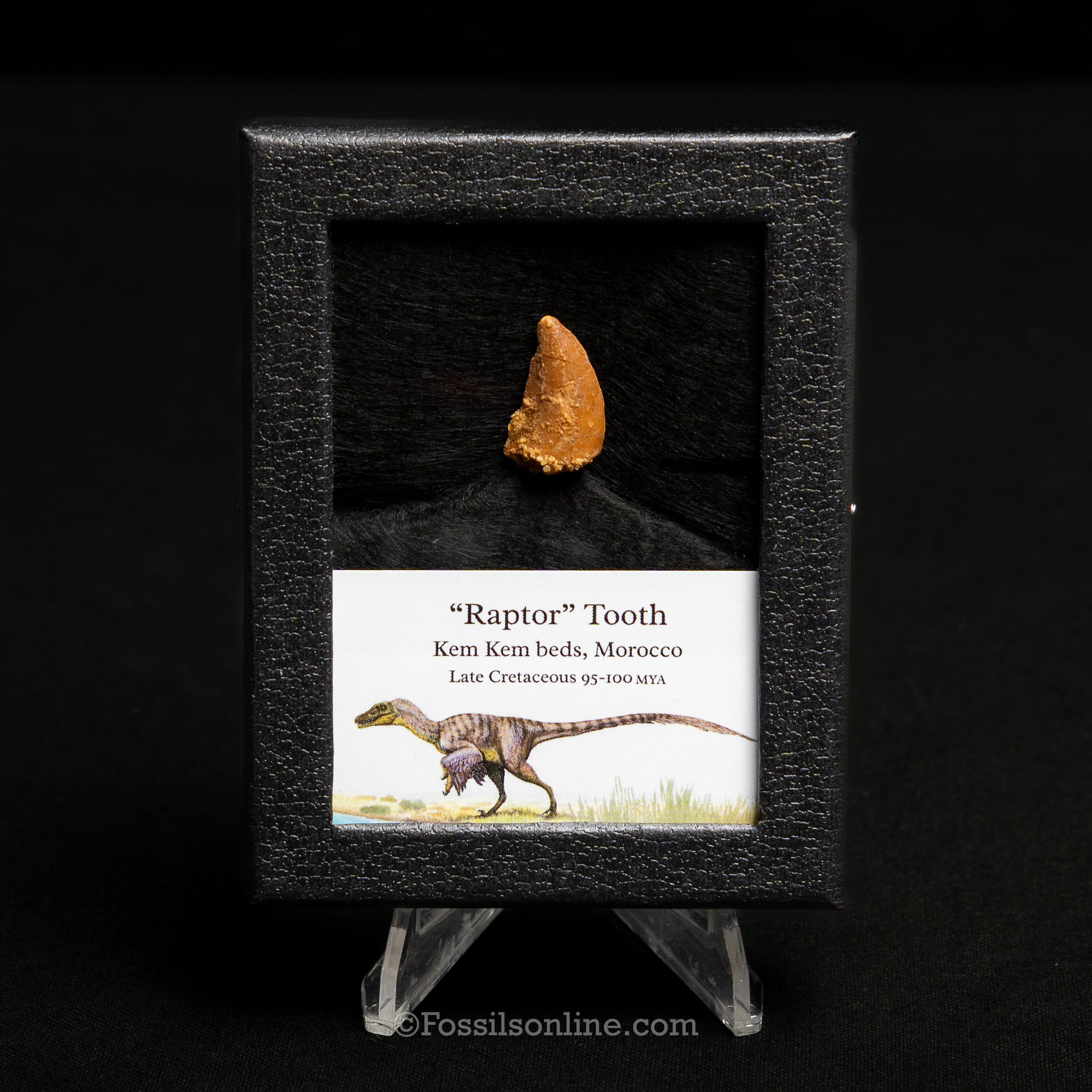 Choice Theropod Dinosaur Tooth "Raptor" in a sm display case