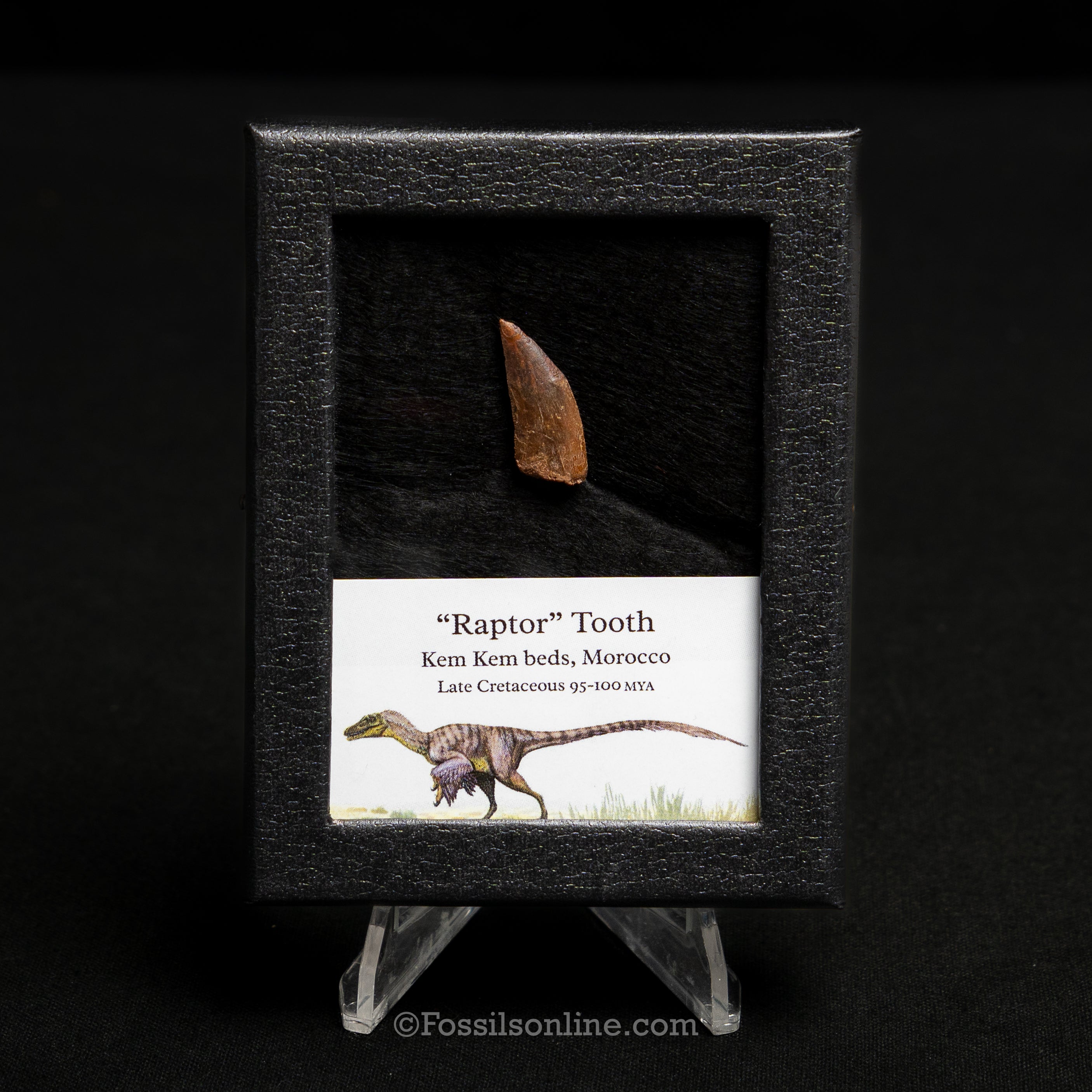 Choice Theropod Dinosaur Tooth "Raptor" in a sm display case