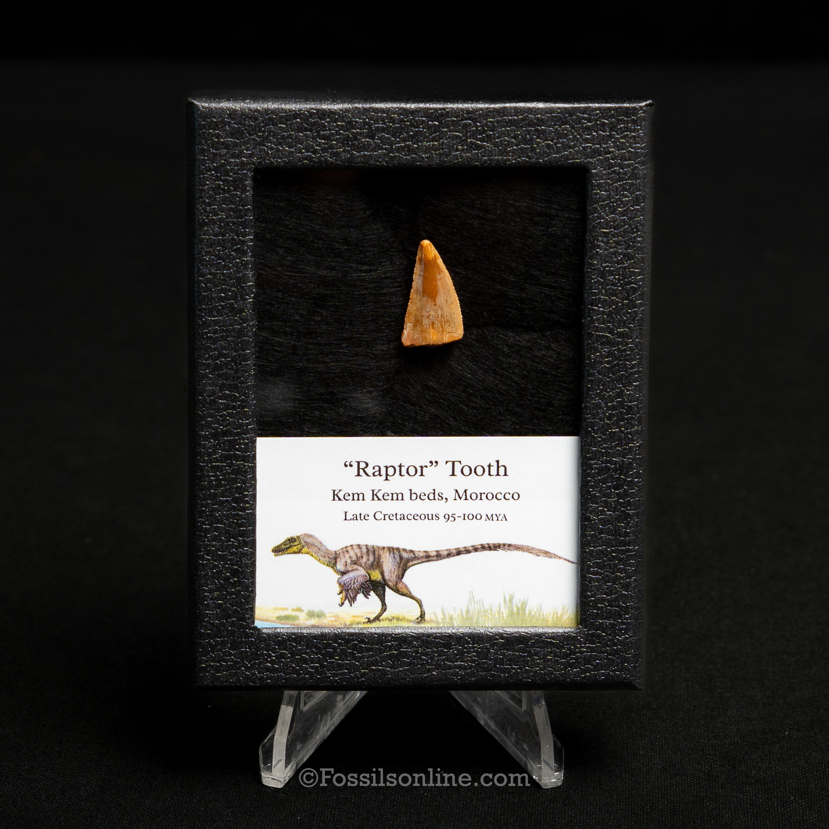 Choice Theropod Dinosaur Tooth "Raptor" in a sm display case