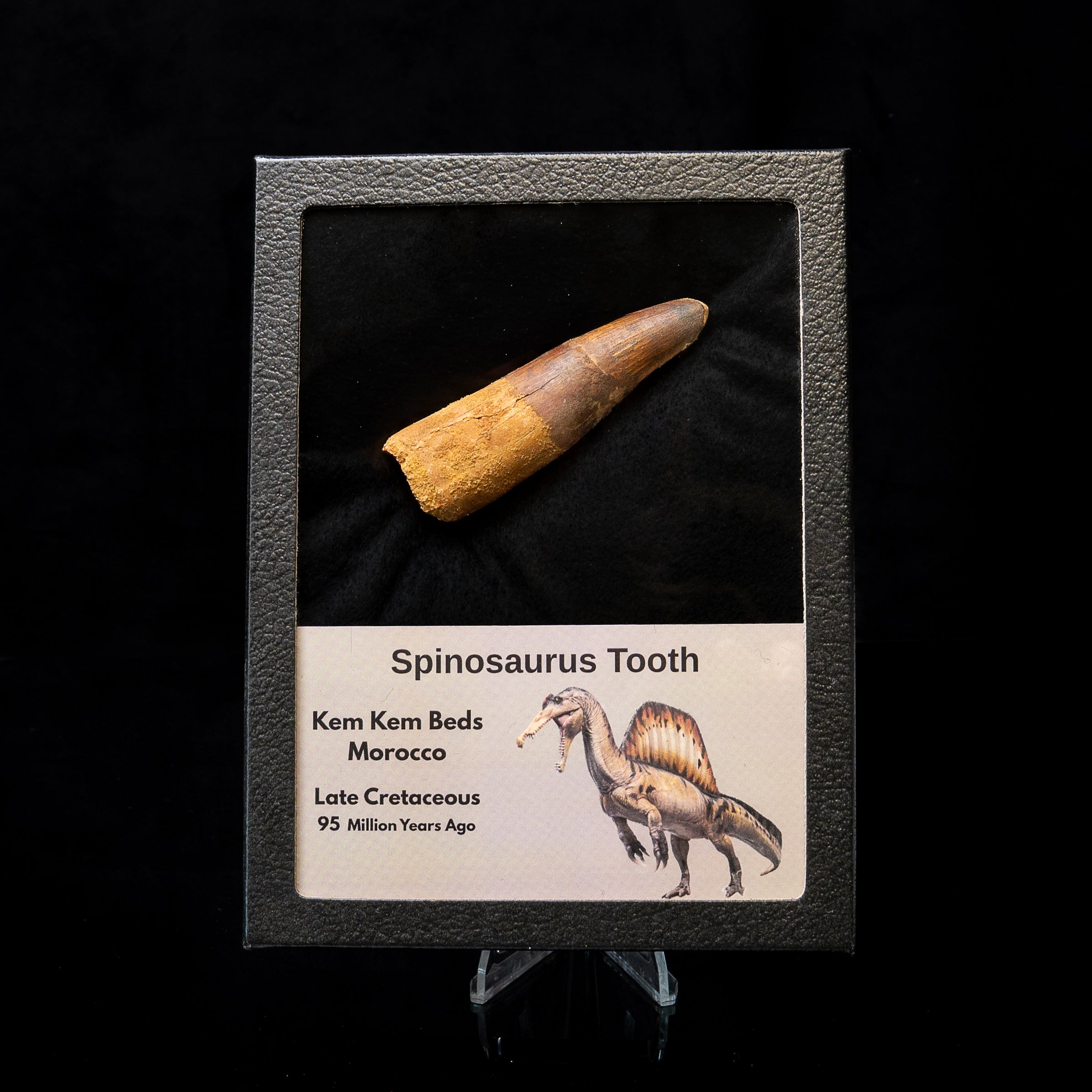 Spinosaurus Dinosaur Tooth Lg Case