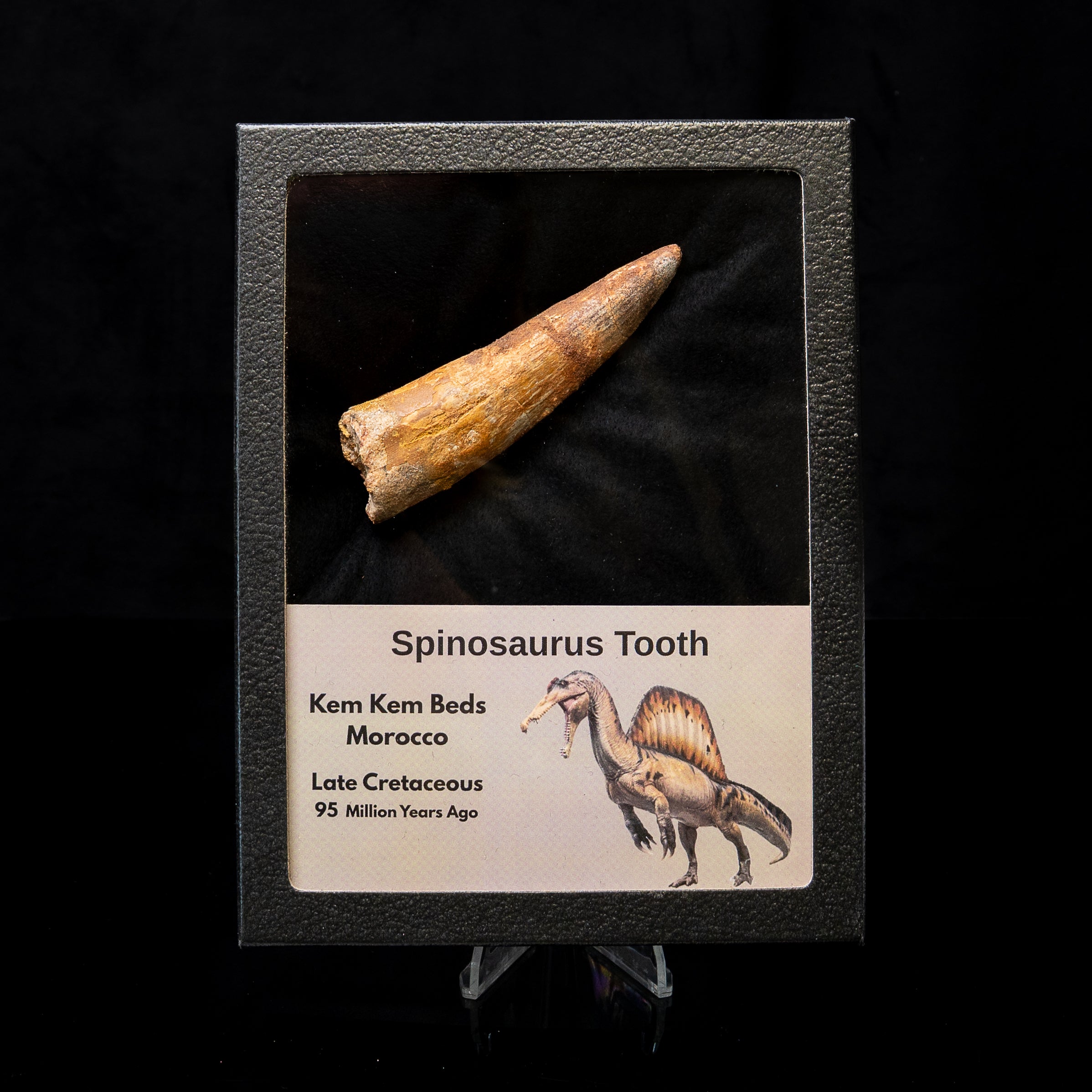 Spinosaurus Dinosaur Tooth Lg Case