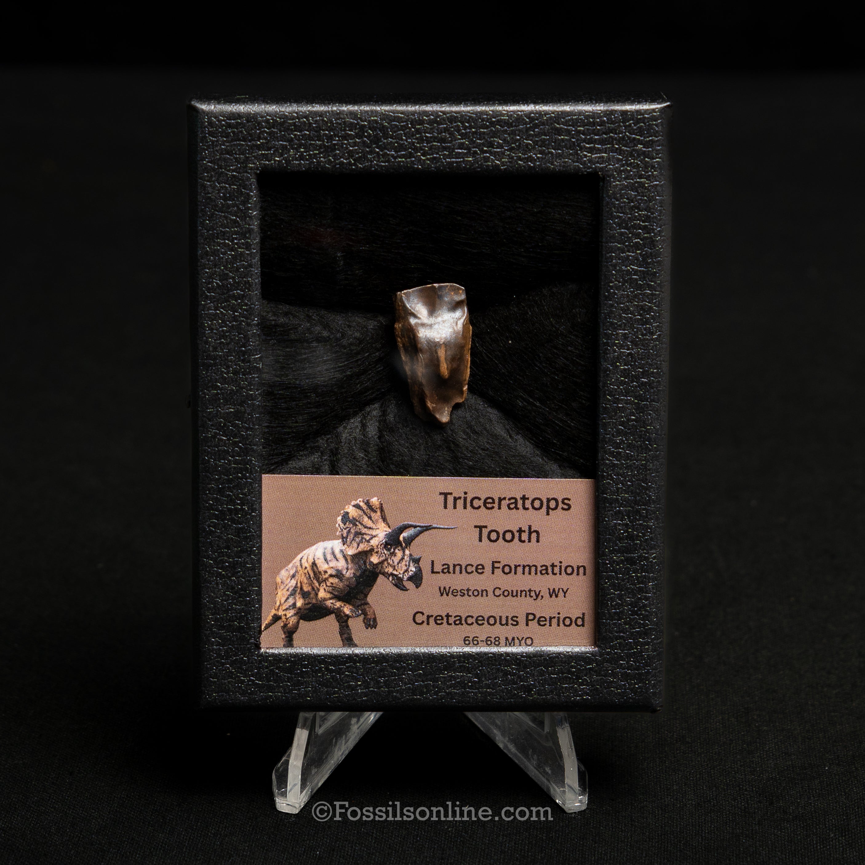LG Triceratops Tooth in Case Lance FM