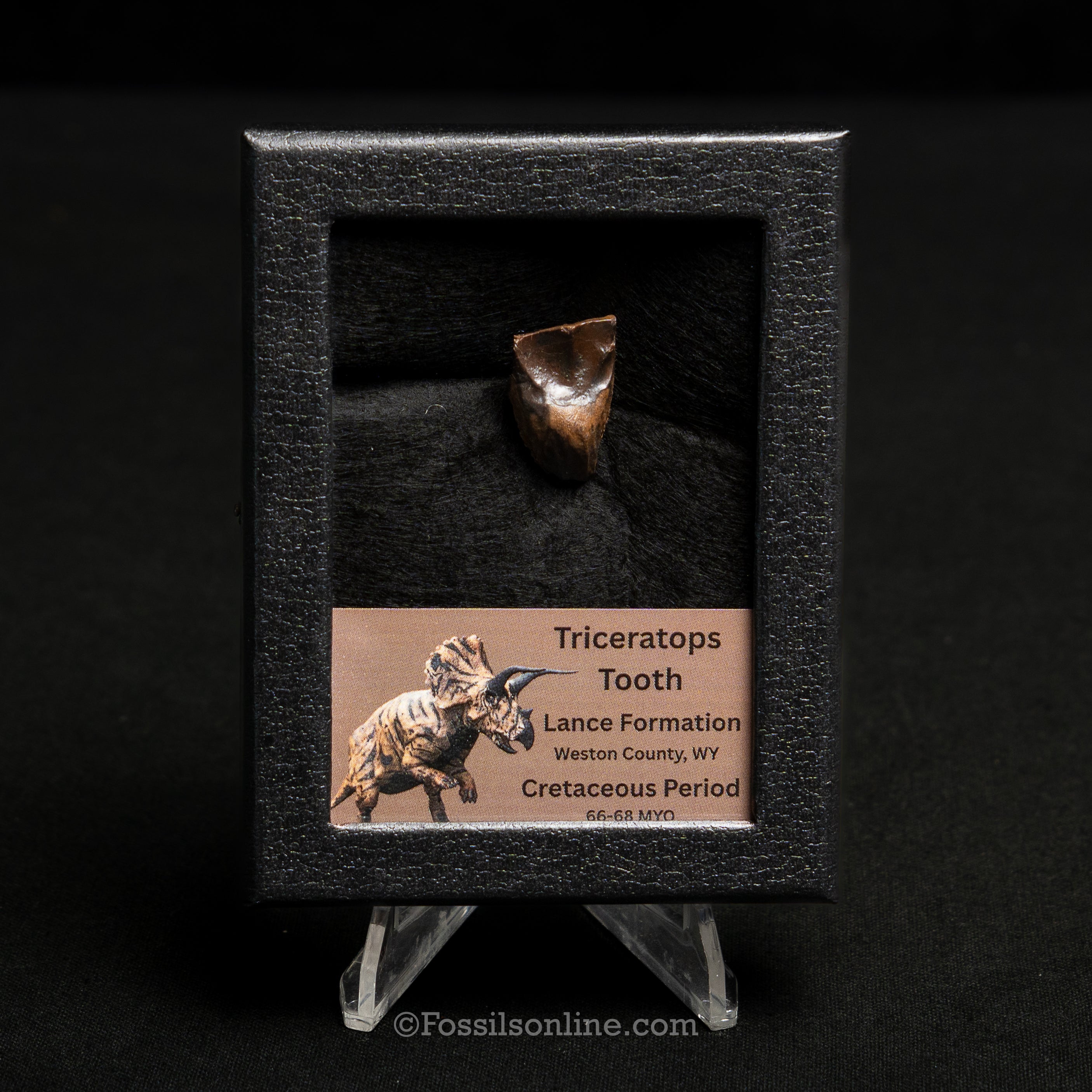 LG Triceratops Tooth in Case Lance FM