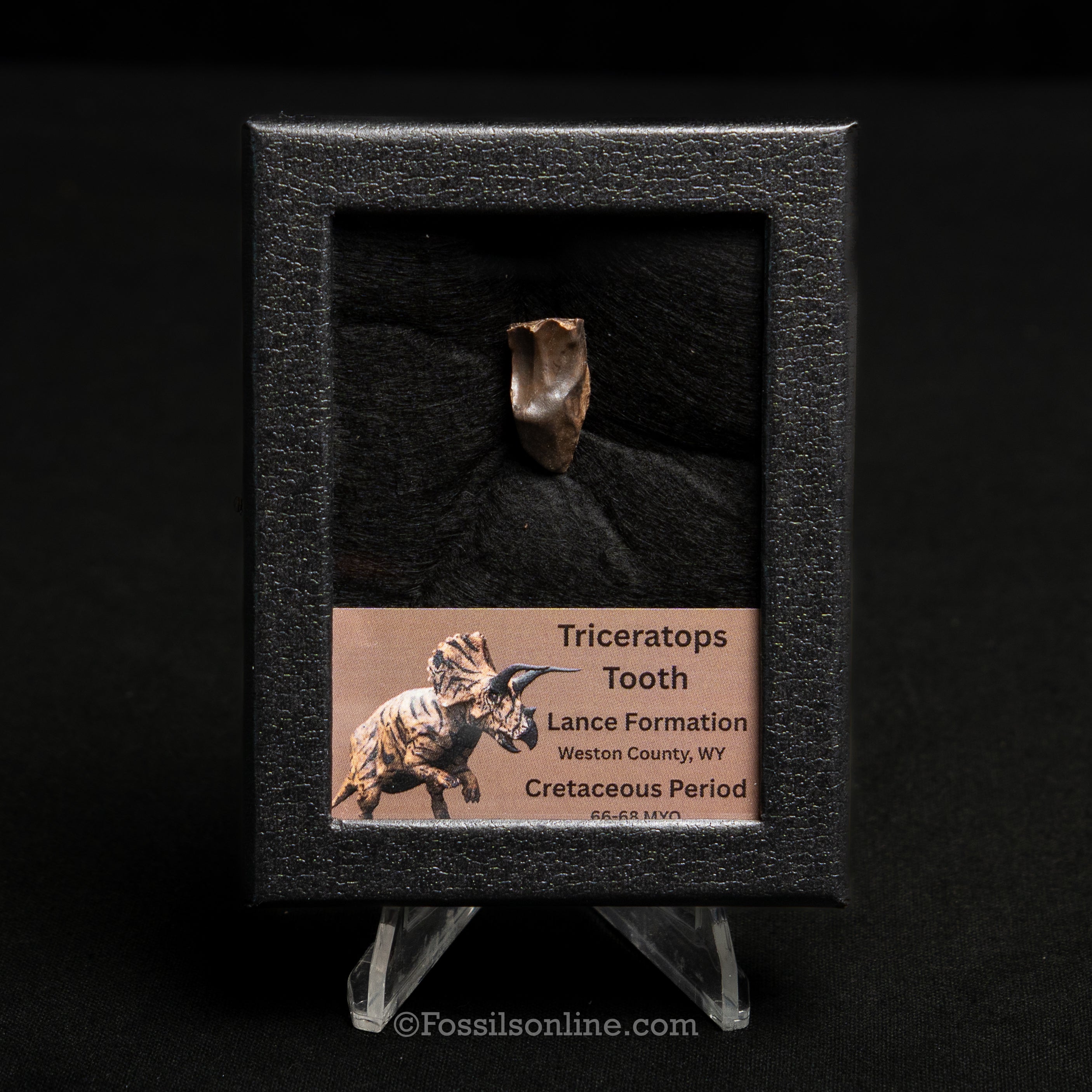 LG Triceratops Tooth in Case Lance FM