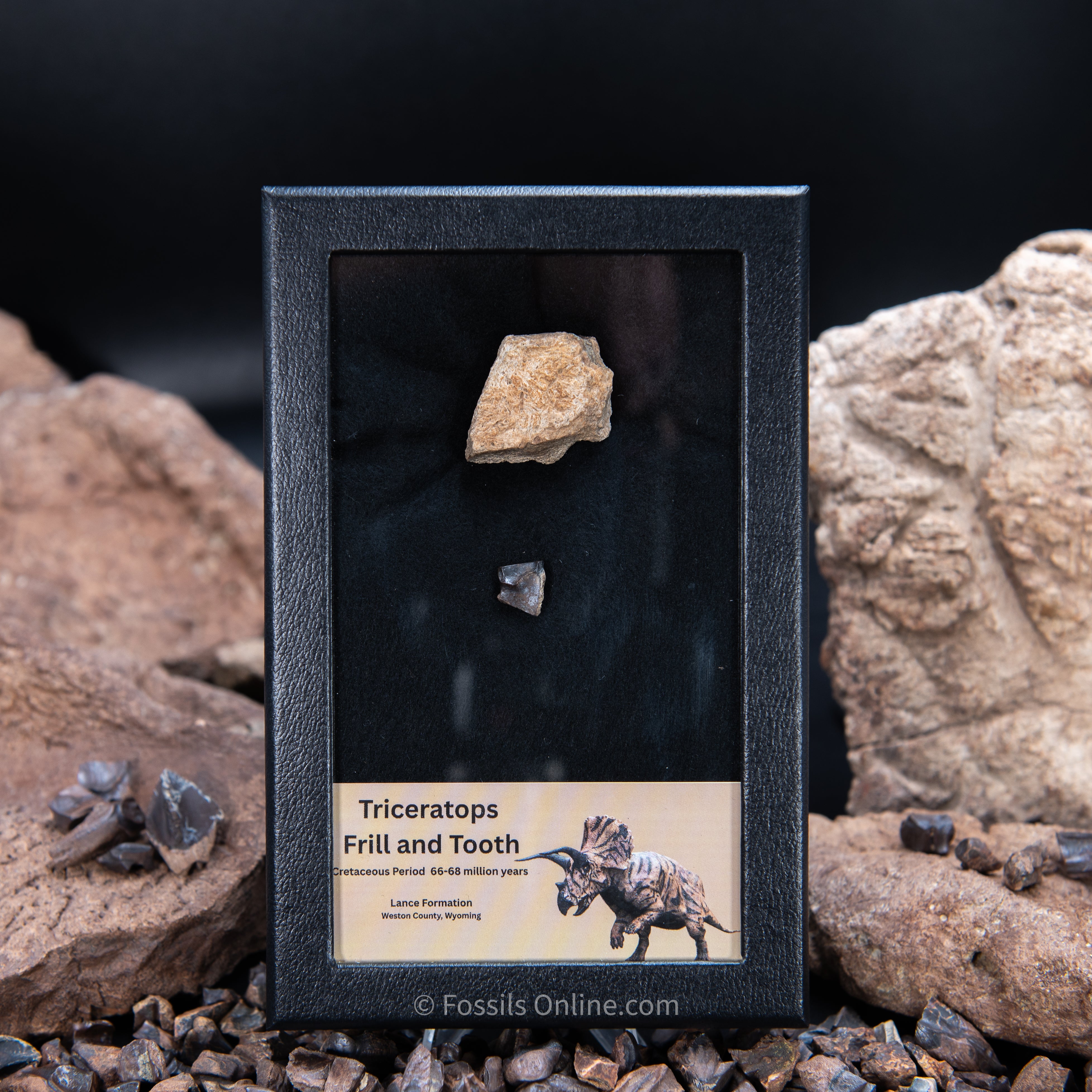 Triceratops Tooth and Frill Section in Display Medium Case