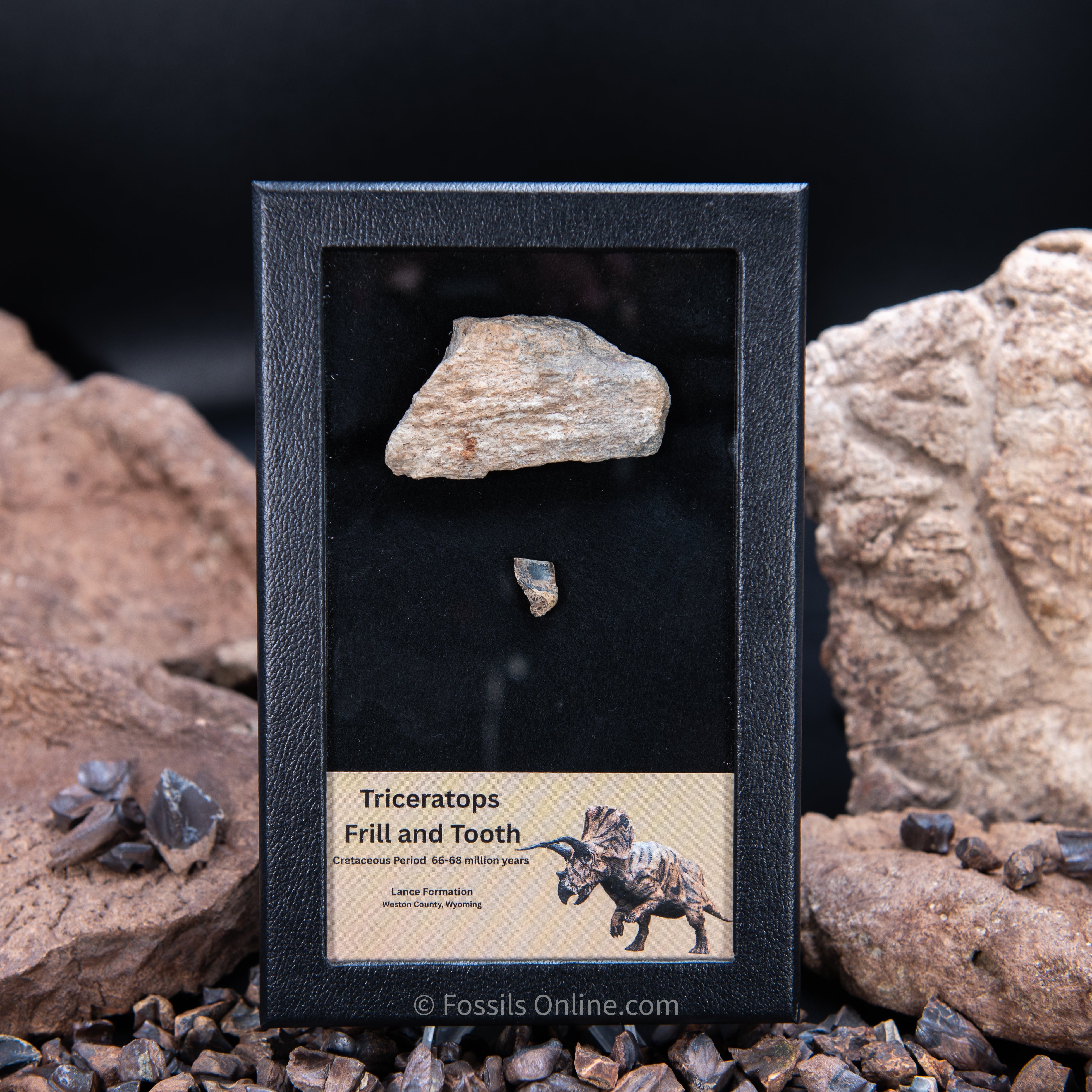 Triceratops Tooth and Frill Section in Display Medium Case