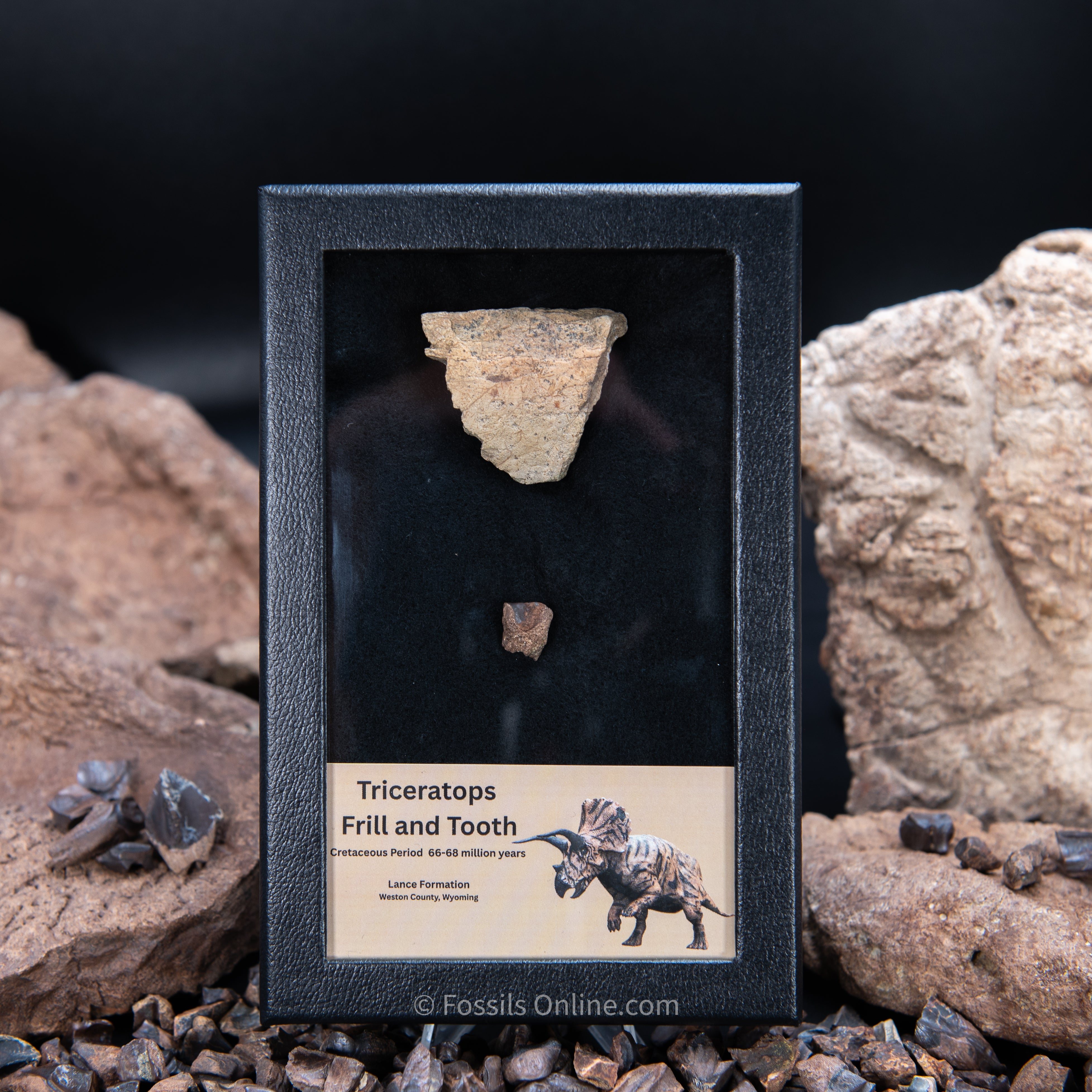 Triceratops Tooth and Frill Section in Display Medium Case