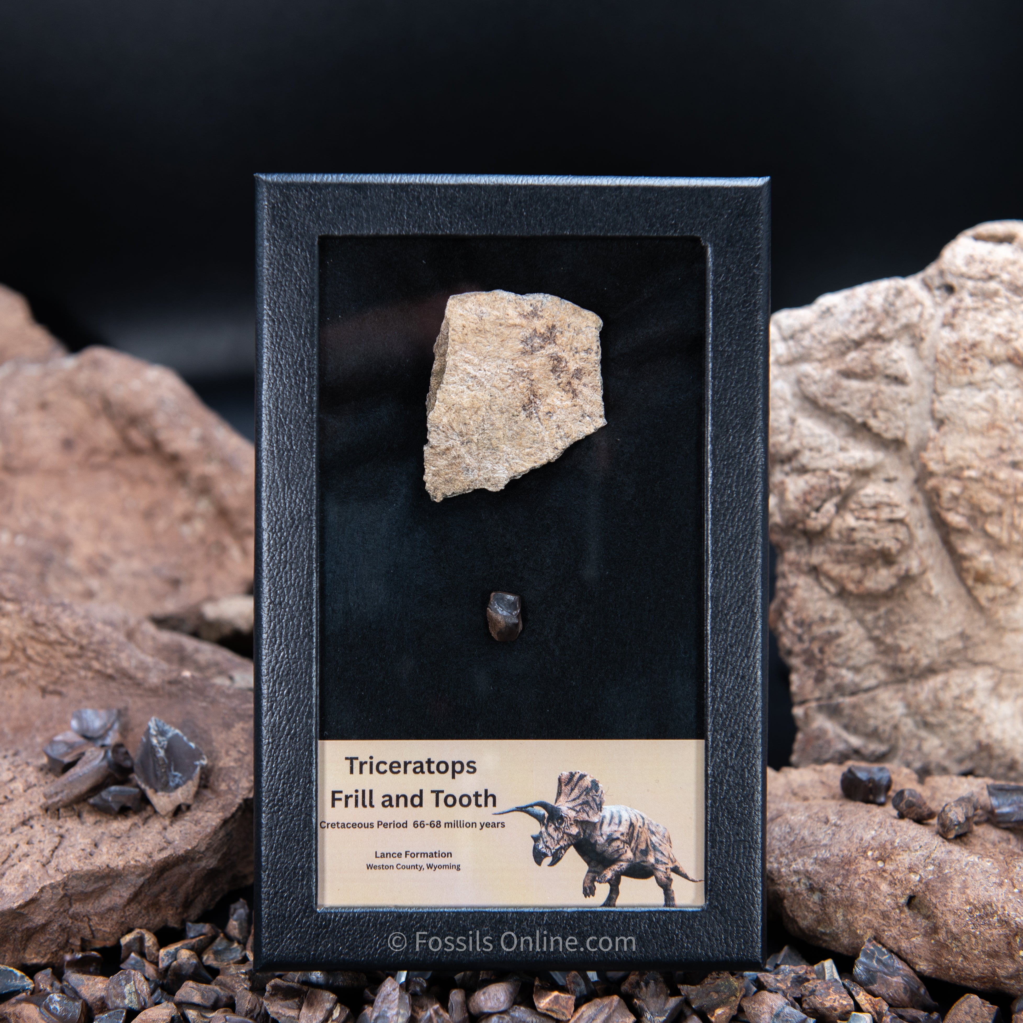 Triceratops Tooth and Frill Section in Display Medium Case