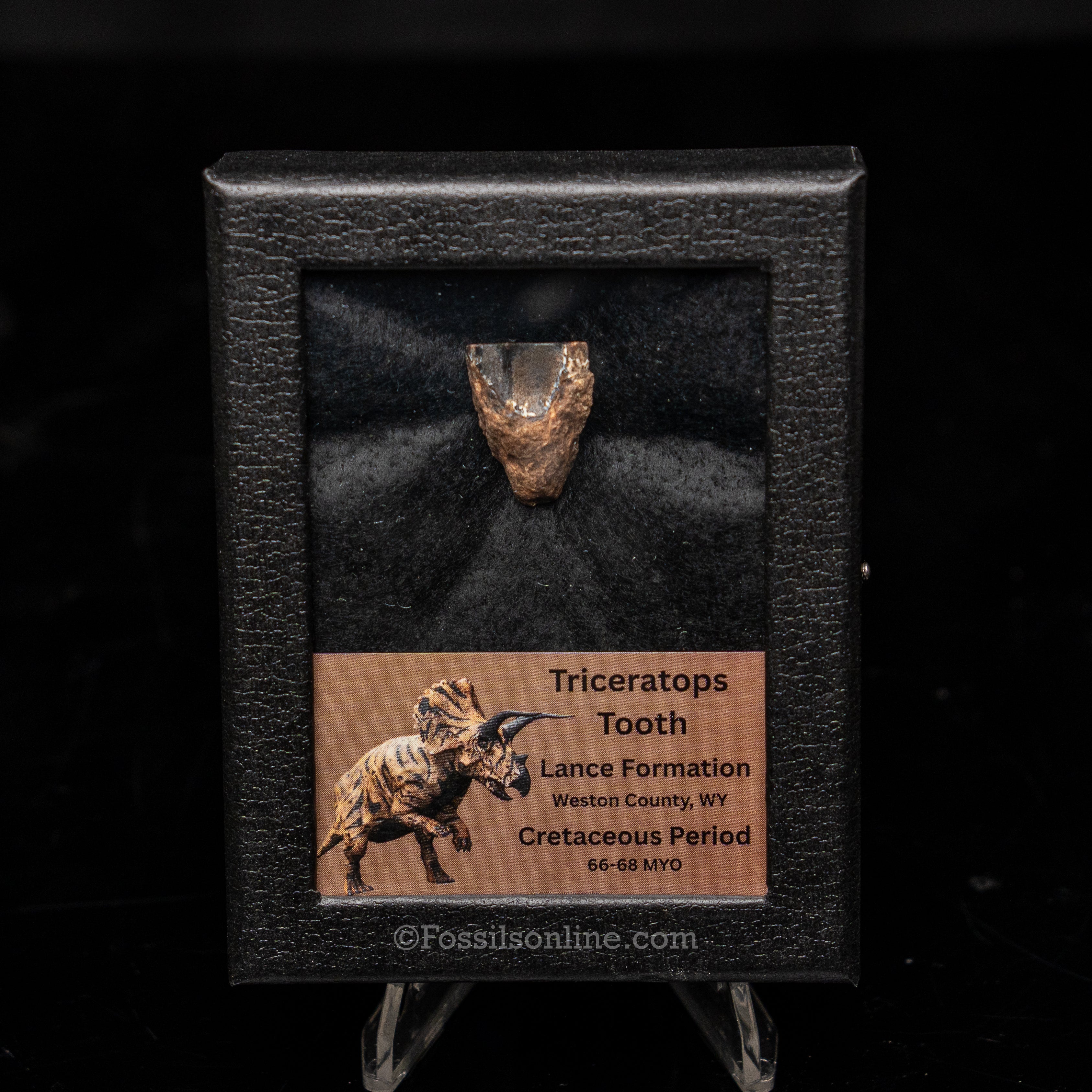 LG Triceratops Tooth in Case Lance FM