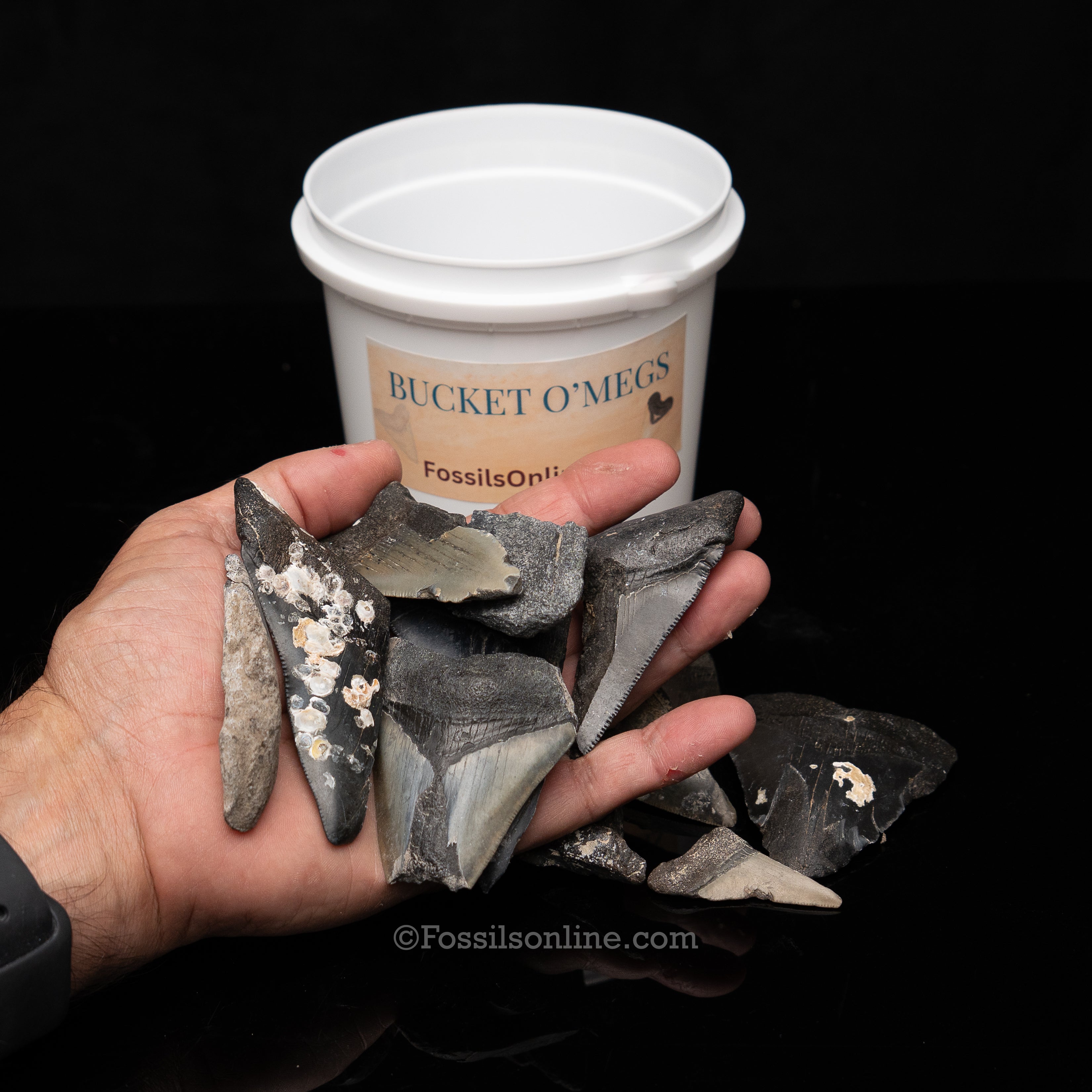 Quart Bucket of Megalodon Teeth