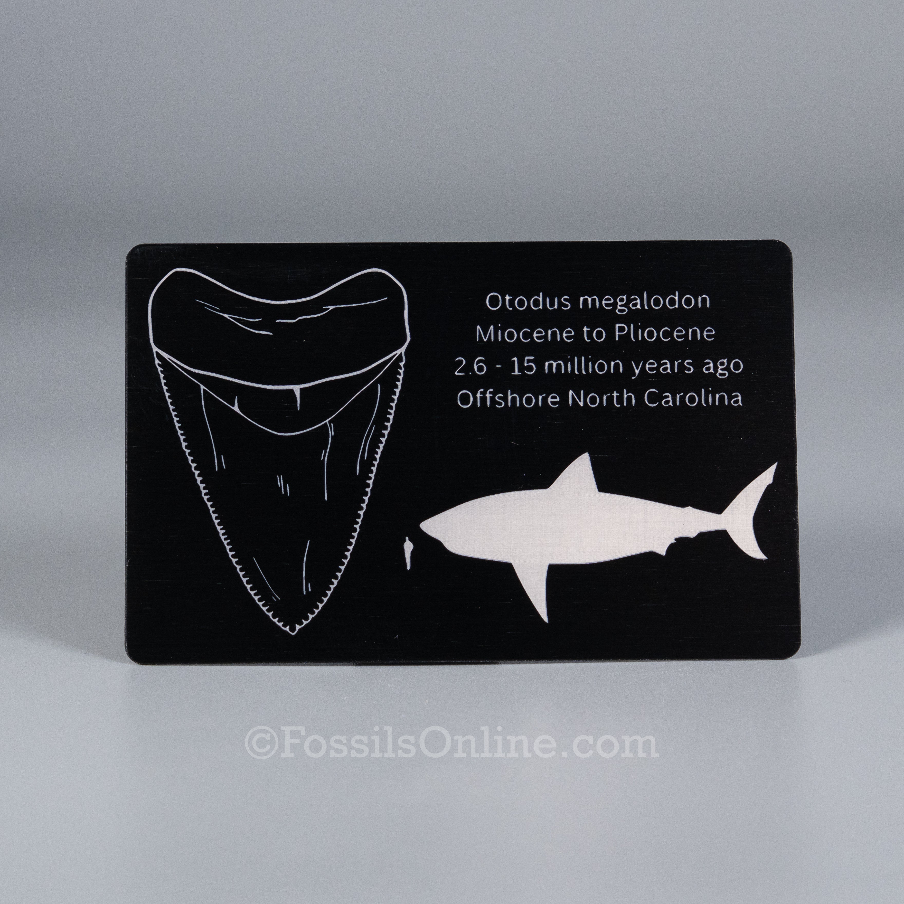 Megalodon Fossil ID Card