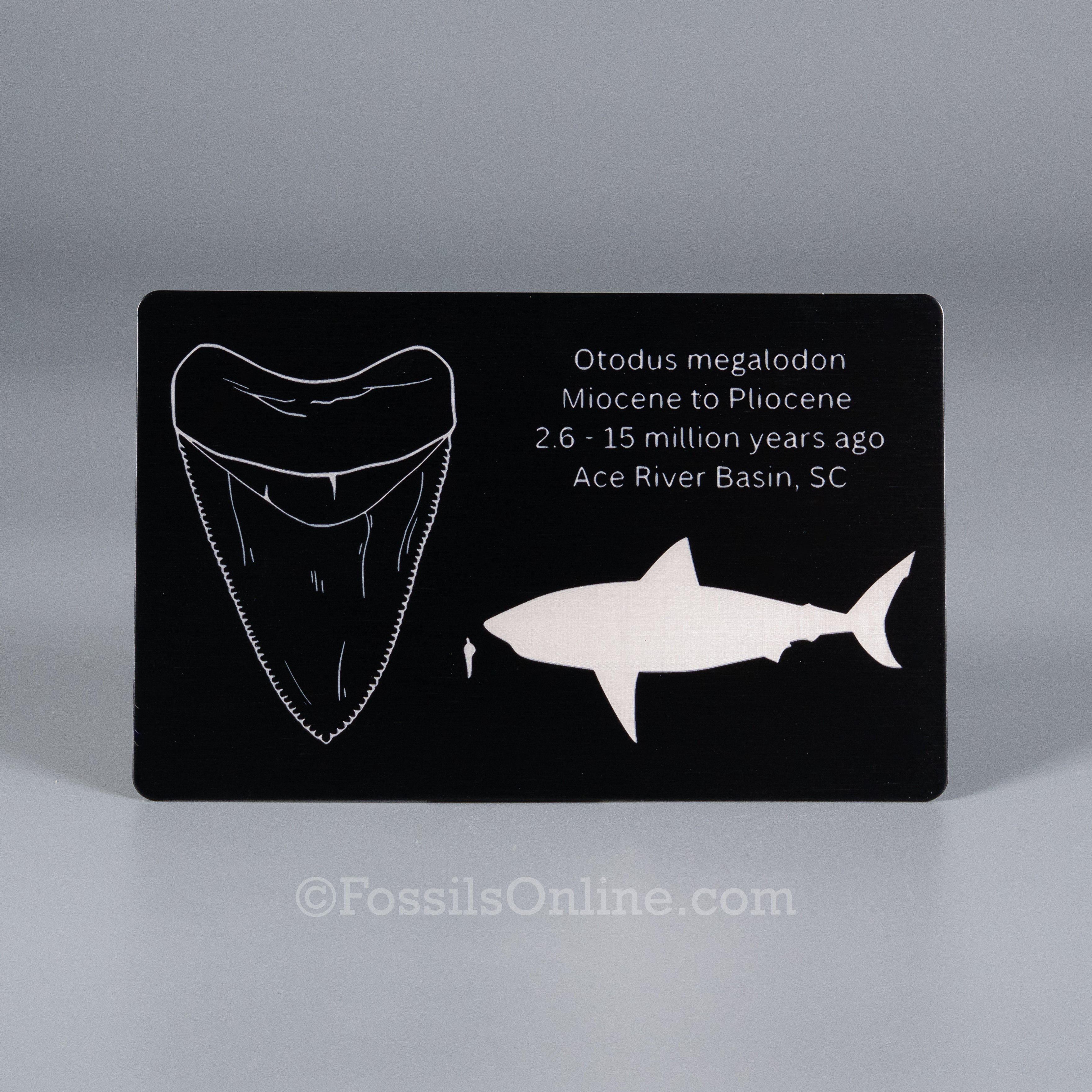 Megalodon Fossil ID Card