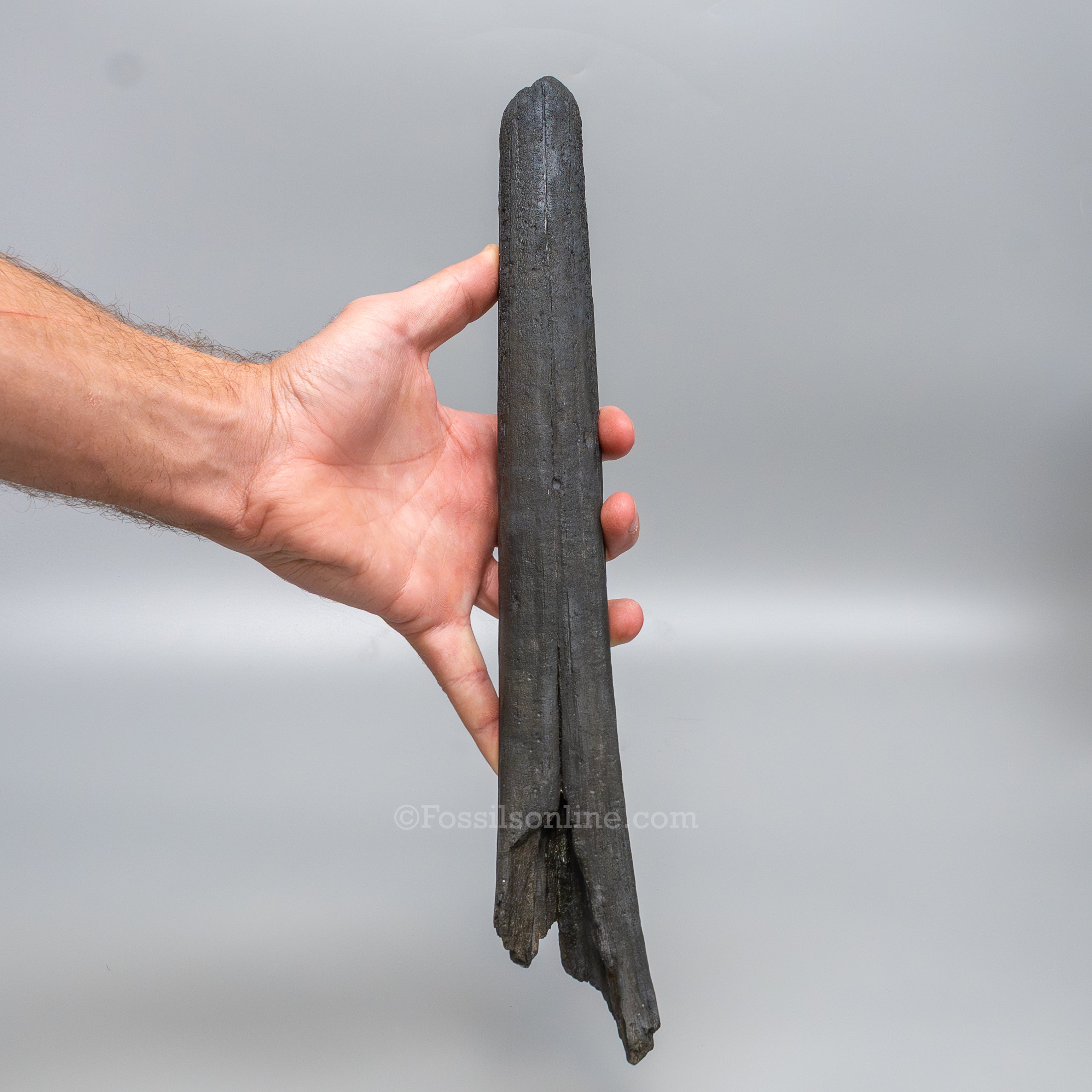 Finest Fossil Marlin Bill Billfish Fossil Deep Sea Fish