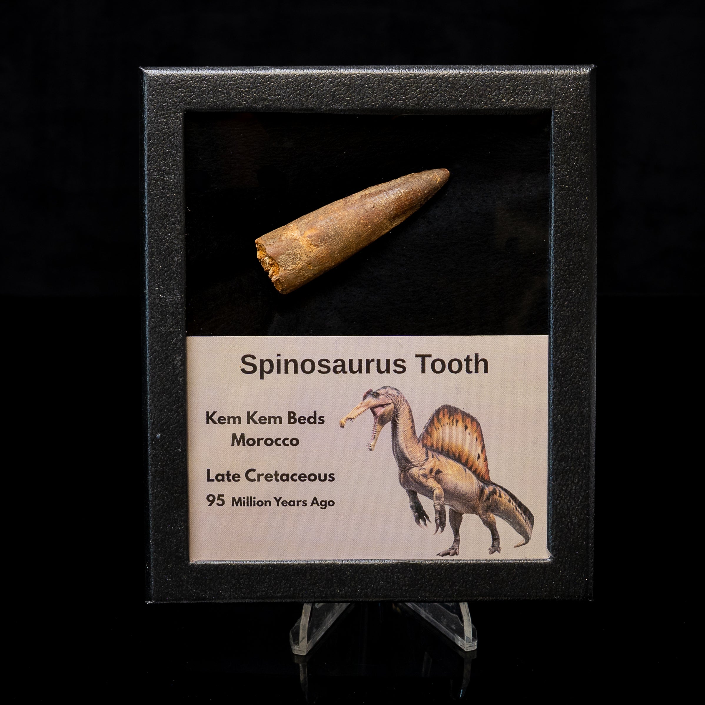 Spinosaurus Dinosaur Tooth Med Case