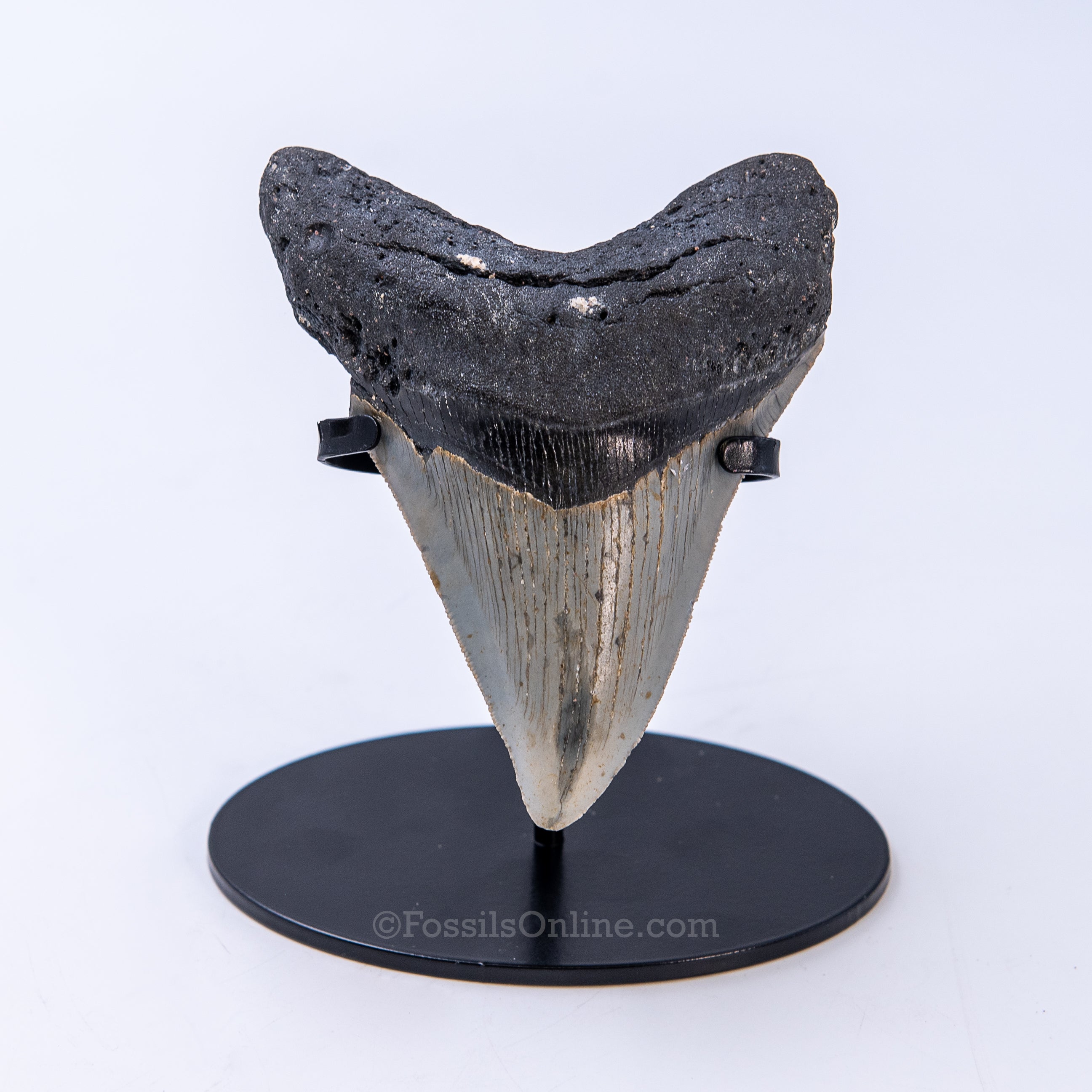 NC Megalodon 4.53"