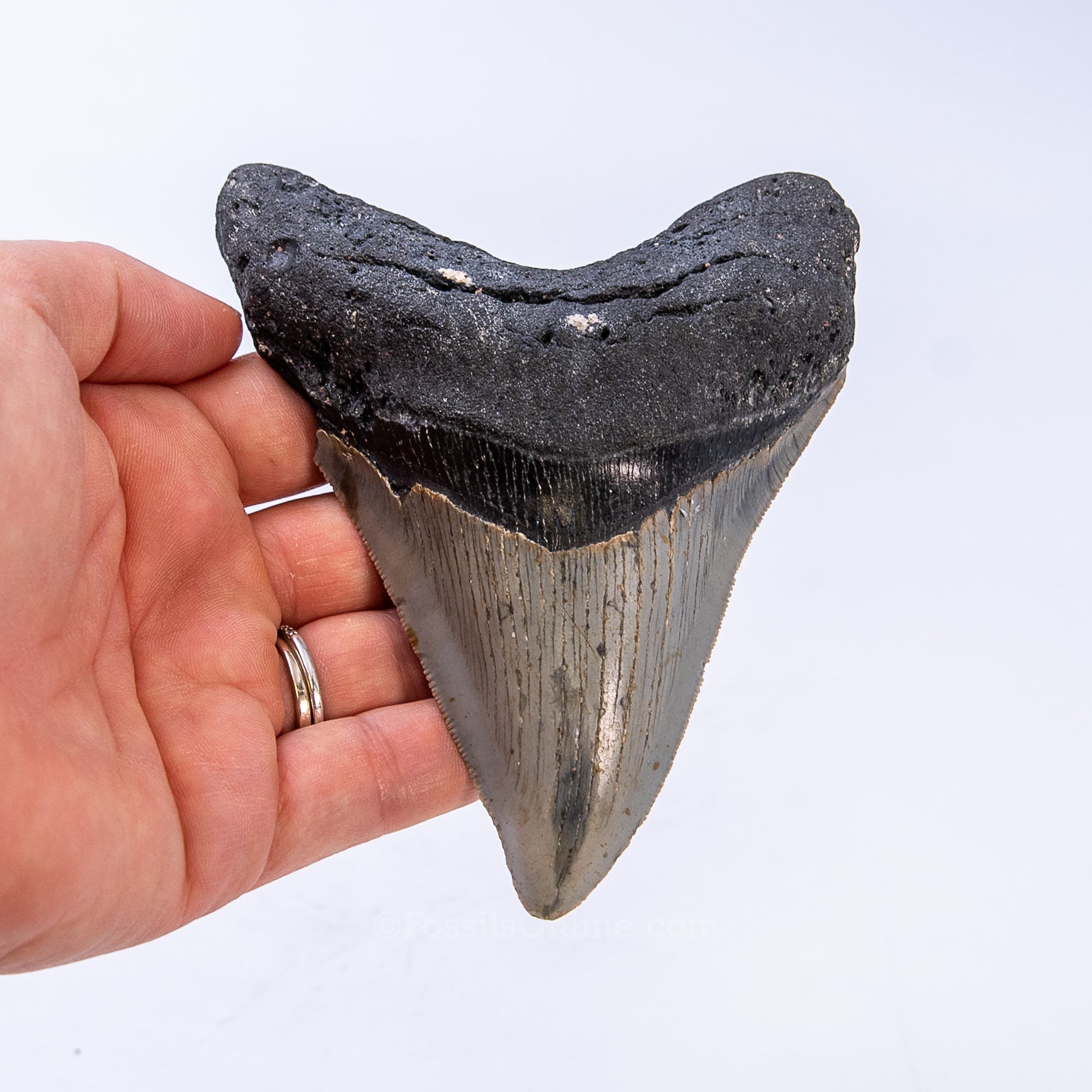 NC Megalodon 4.53"