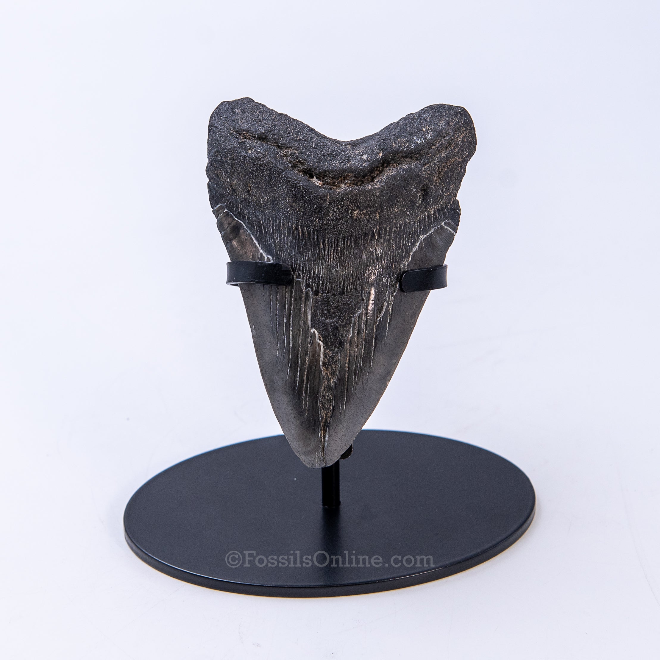 SC Megalodon 3.91"
