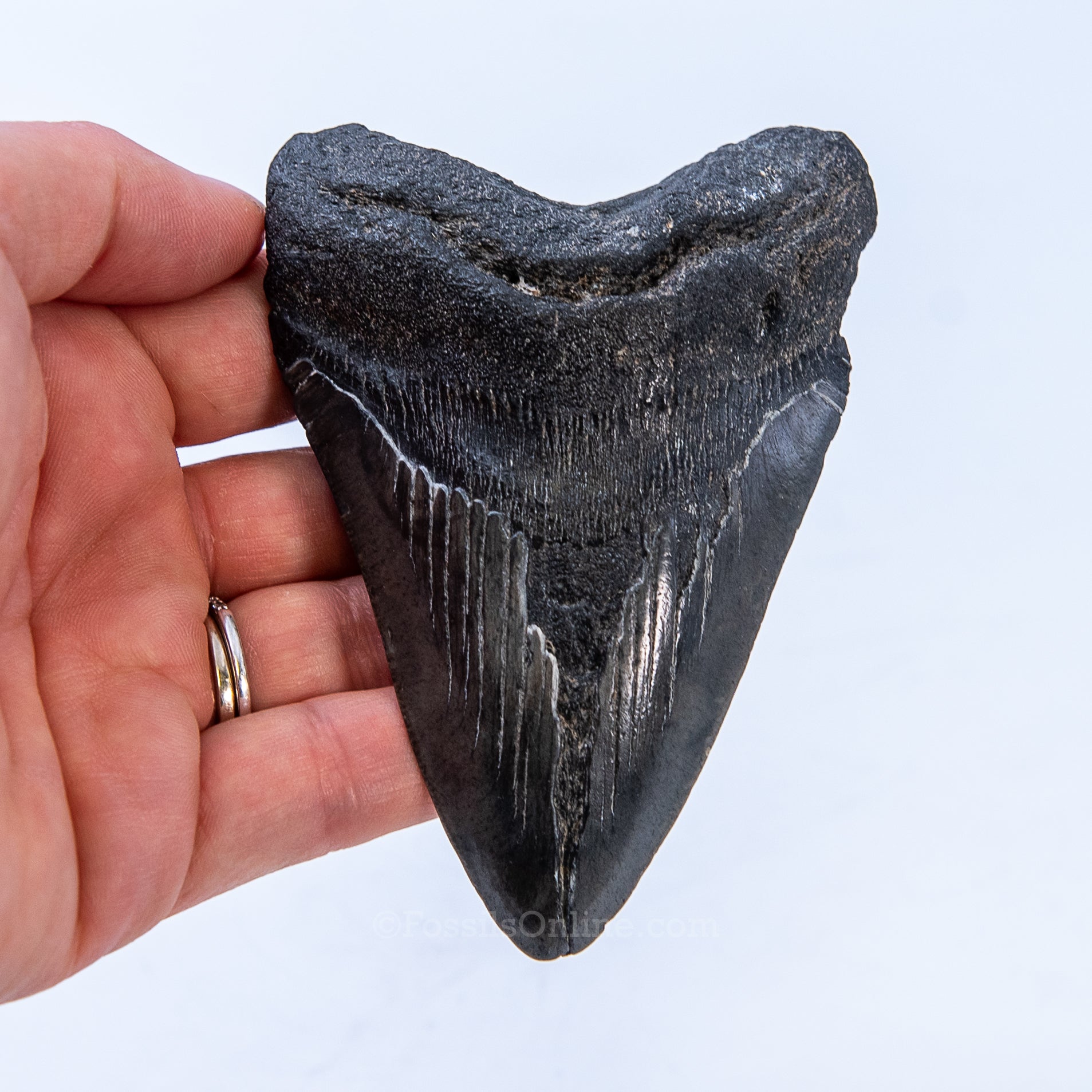 SC Megalodon 3.91"