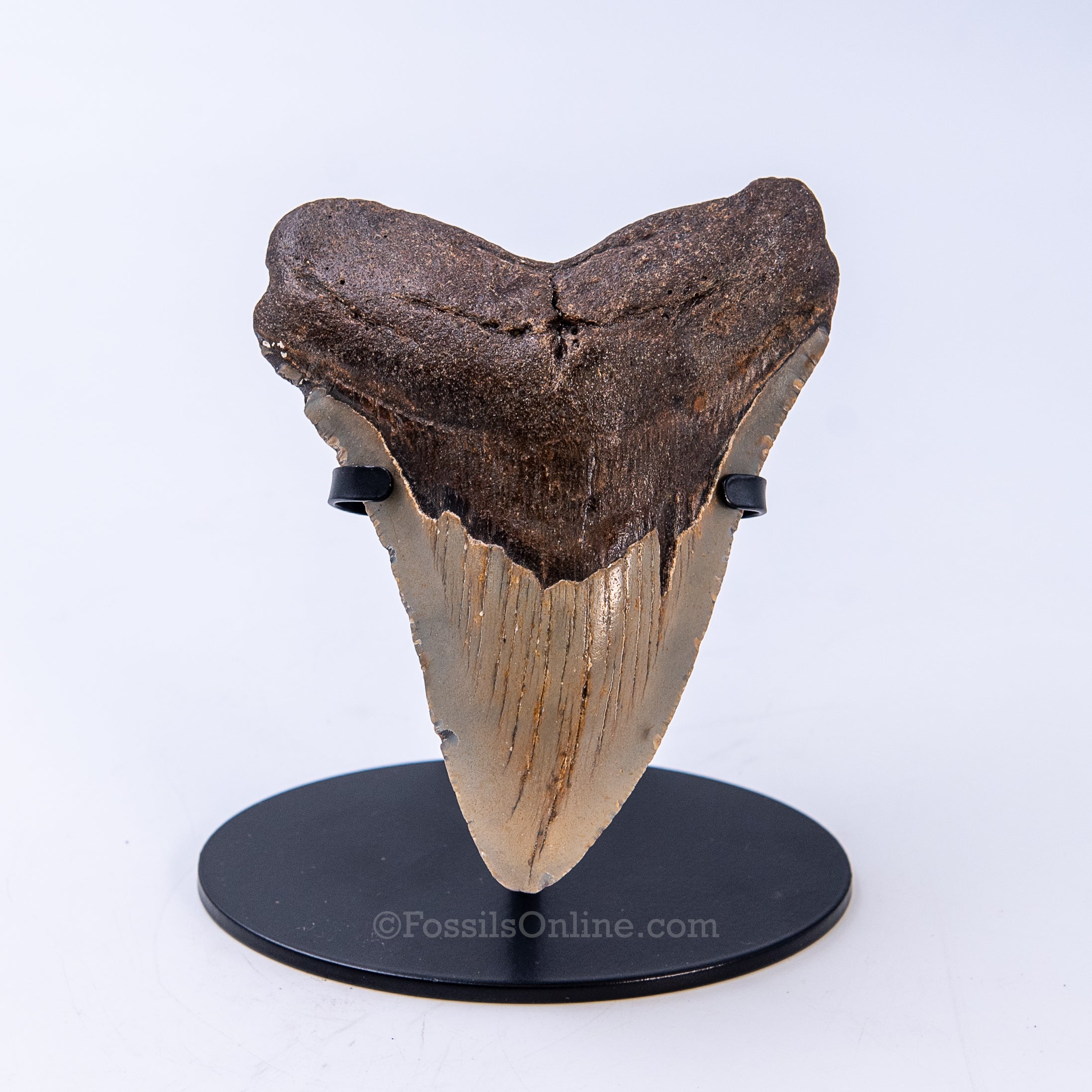 NC Megalodon 4.91"