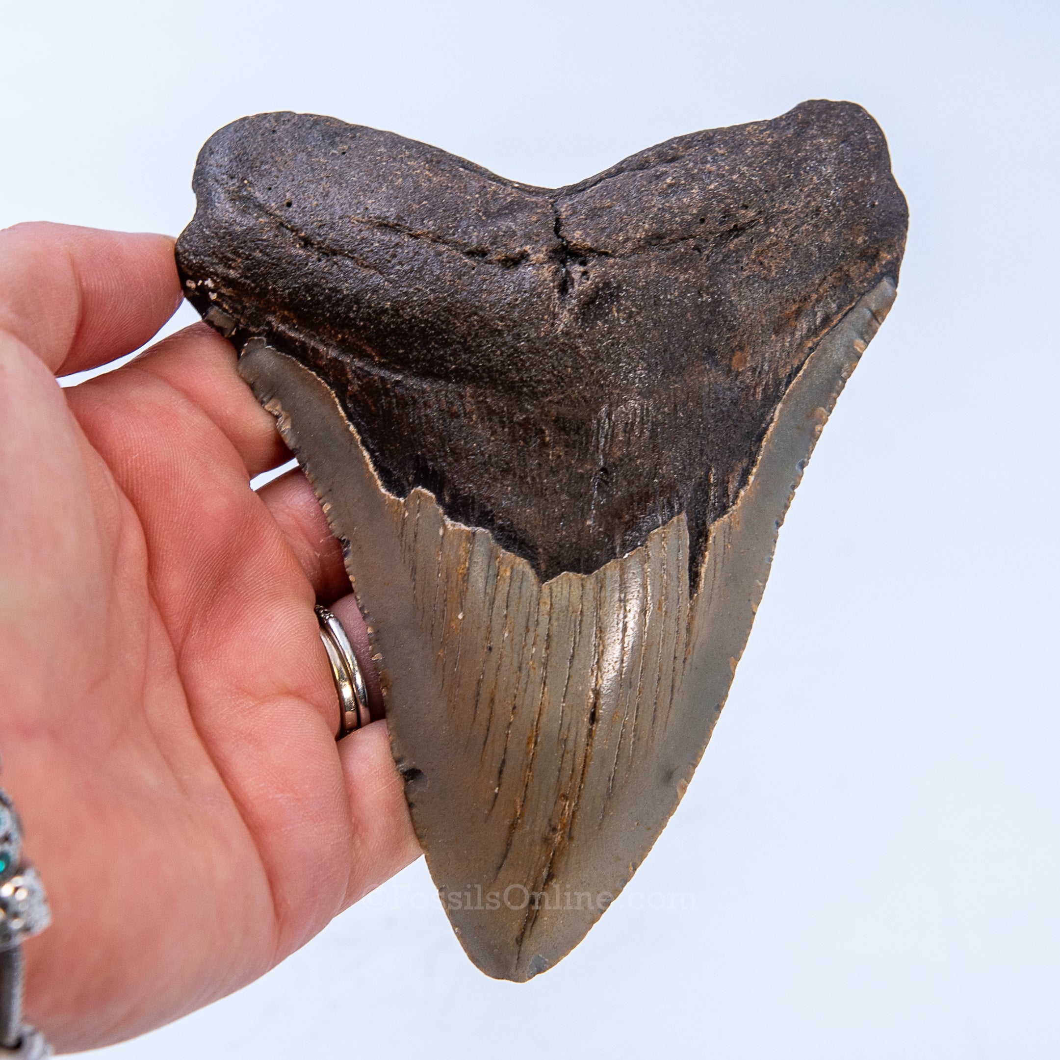 NC Megalodon 4.91"