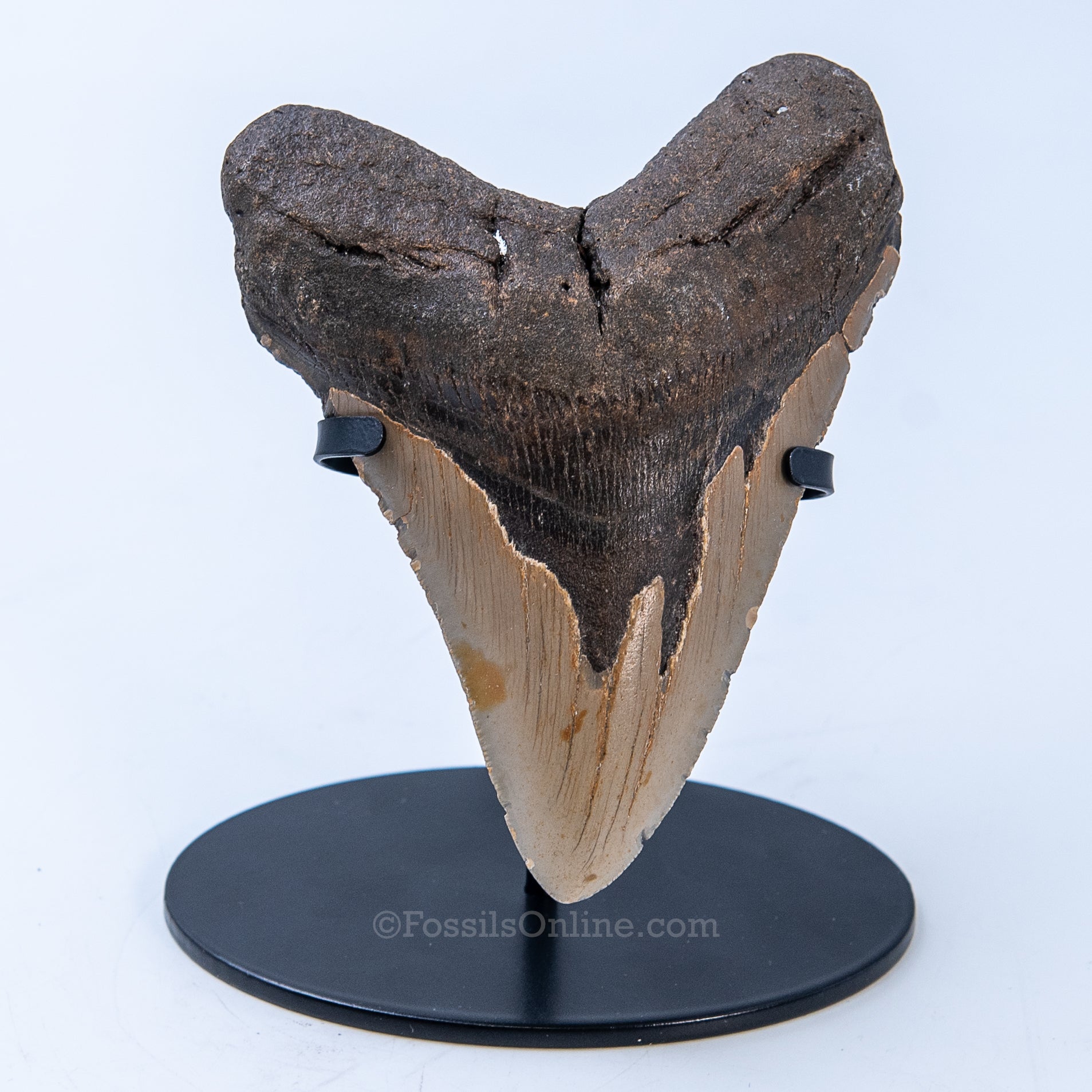 NC Megalodon 5.00"