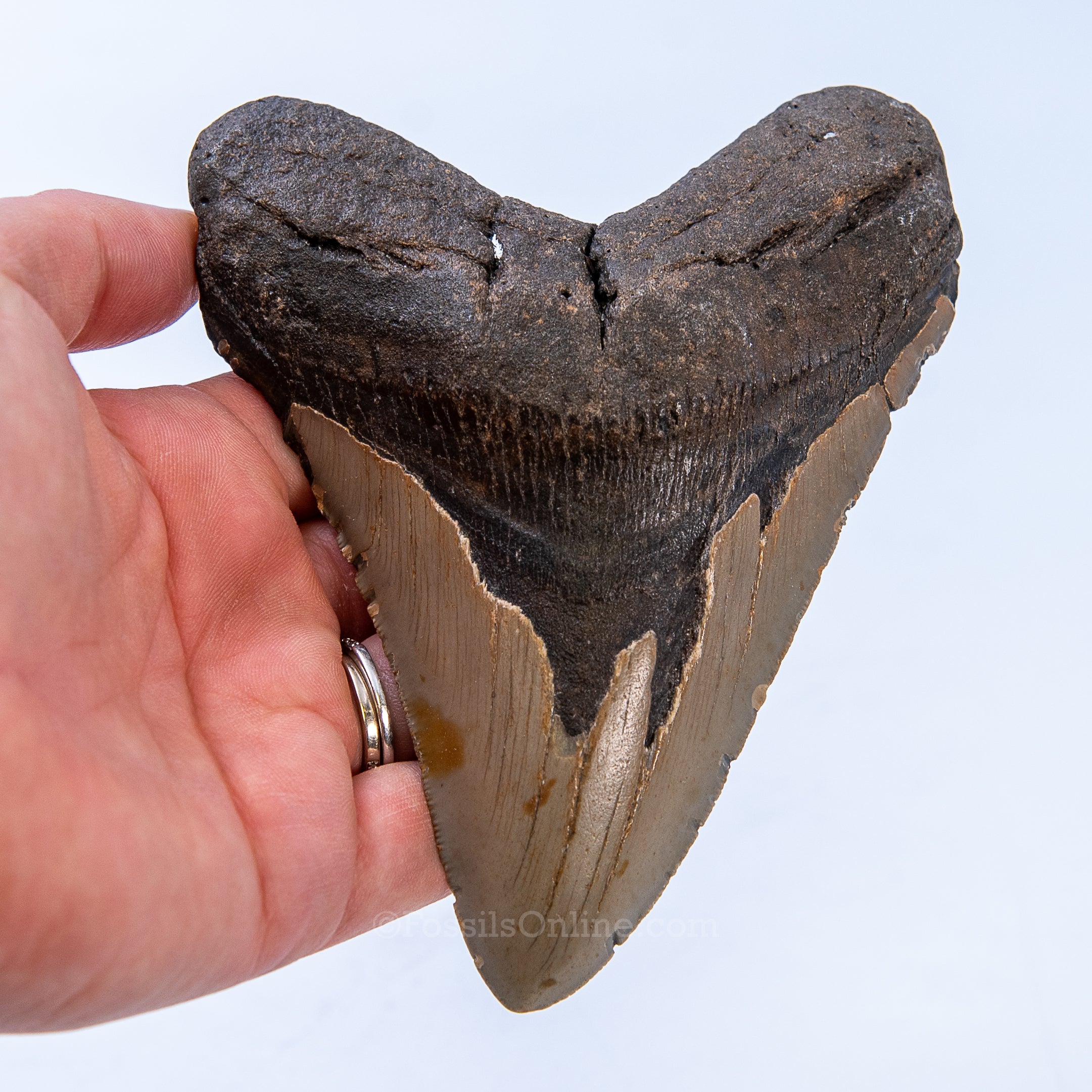 NC Megalodon 5.00"