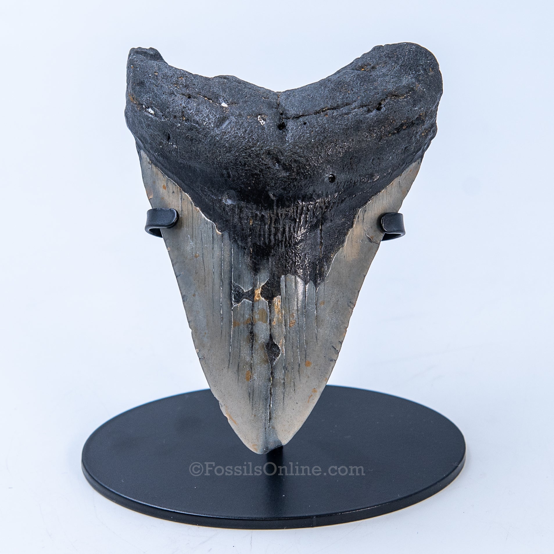 NC Megalodon 4.79"