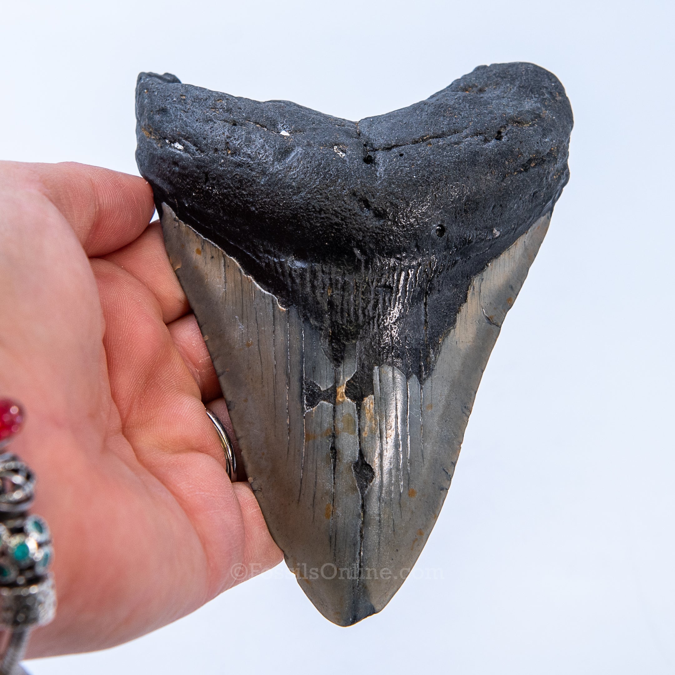 NC Megalodon 4.79"
