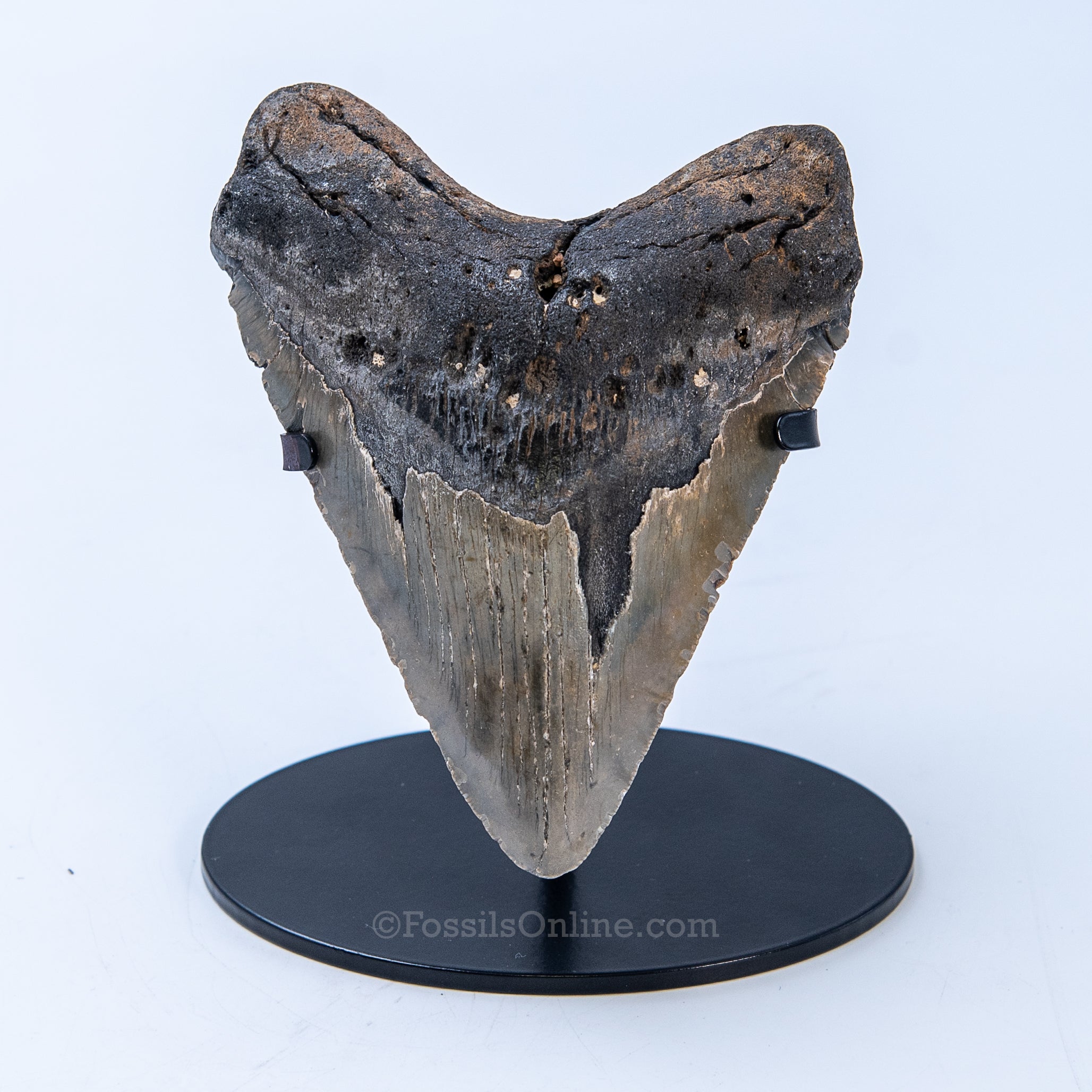 NC Megalodon 4.96"