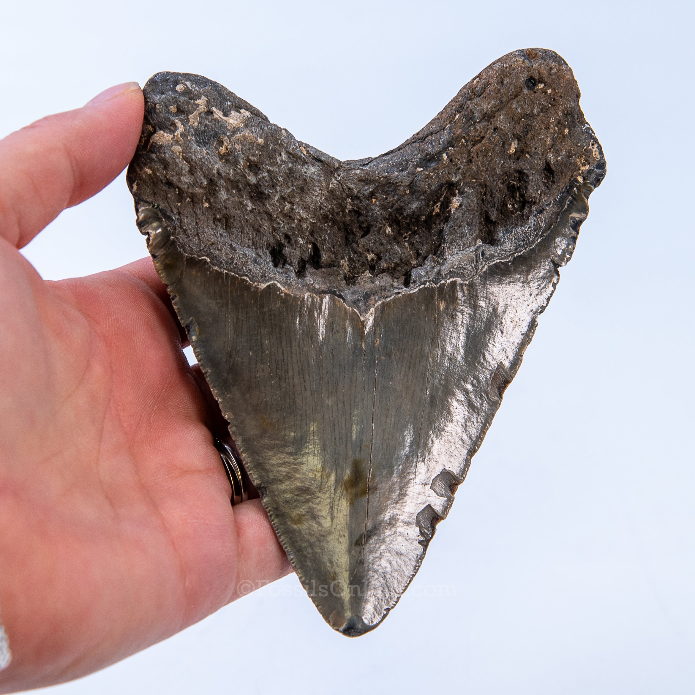 NC Megalodon 4.96"