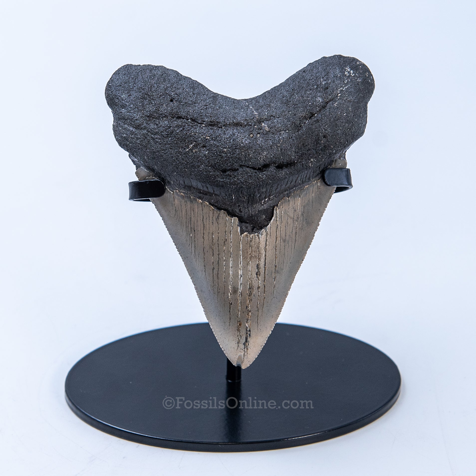 NC Megalodon 4.16"