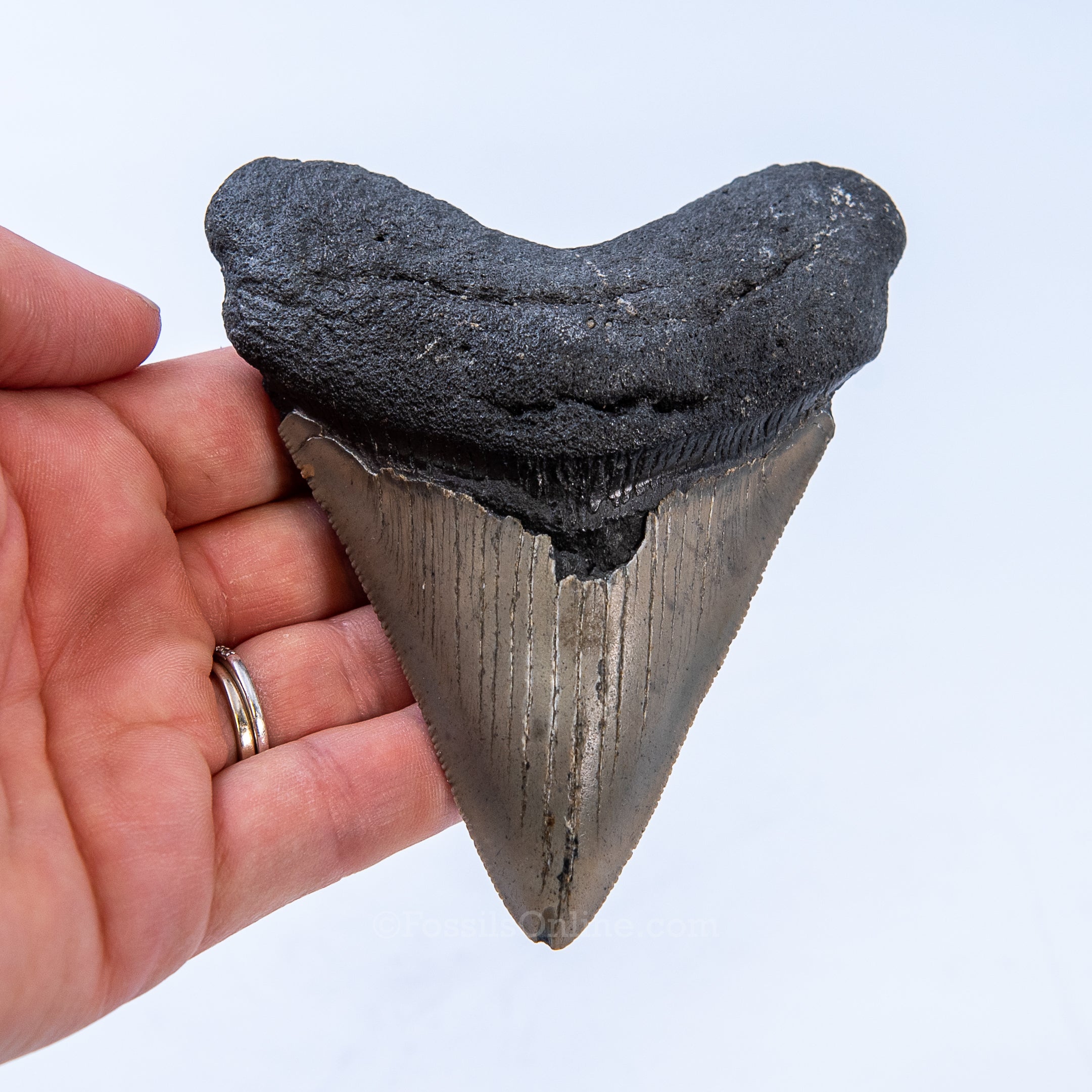 NC Megalodon 4.16"