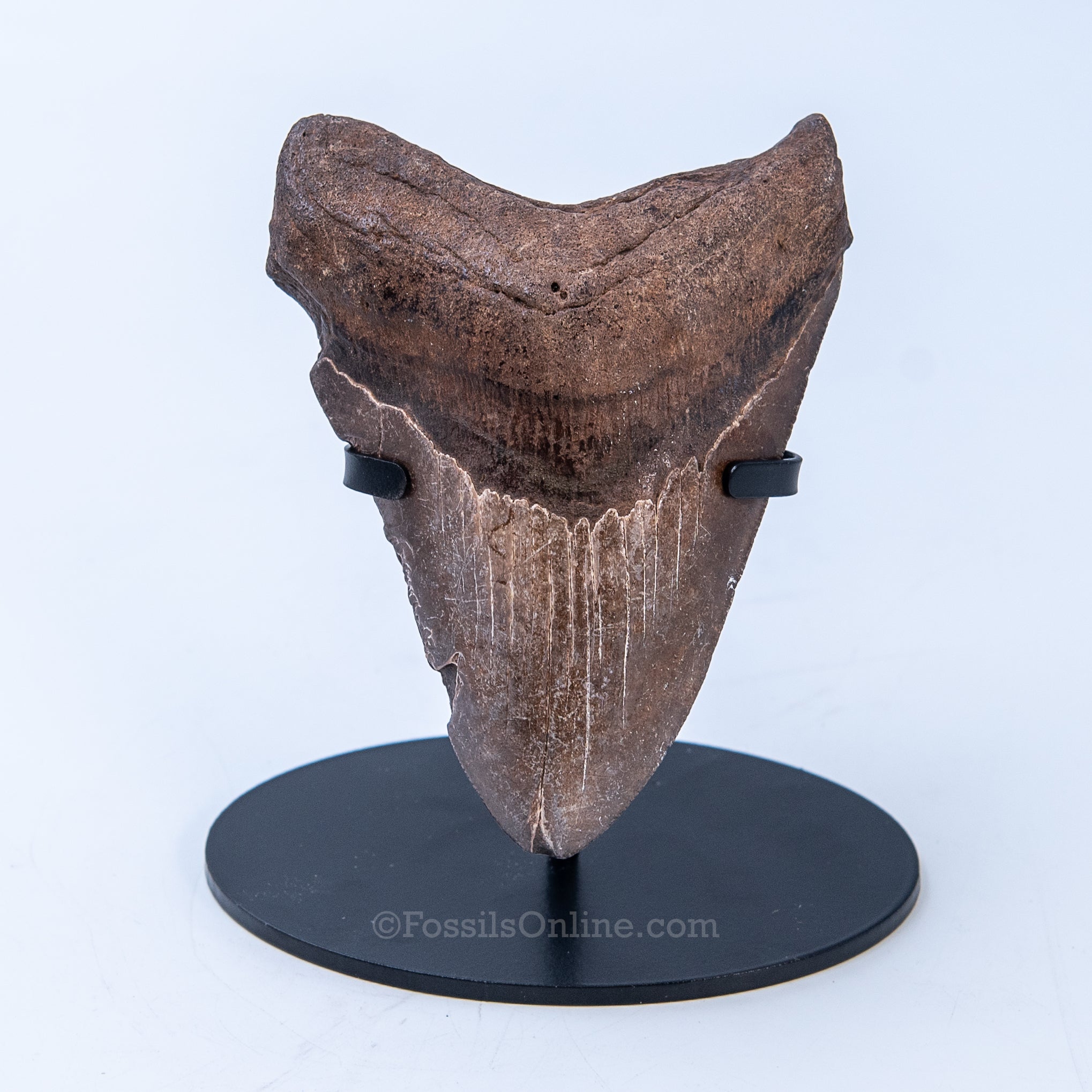GA Megalodon 4.67"