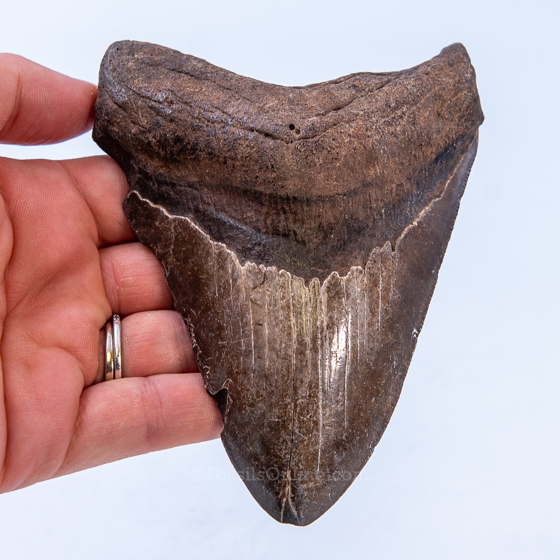 GA Megalodon 4.67"