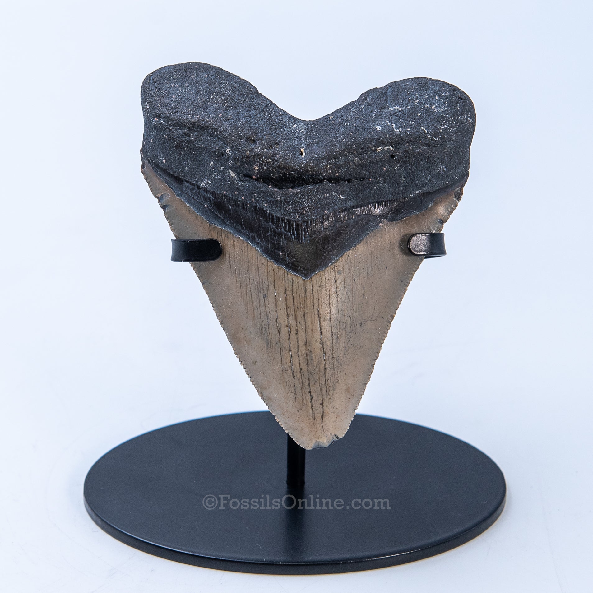 NC Megalodon 4.08"