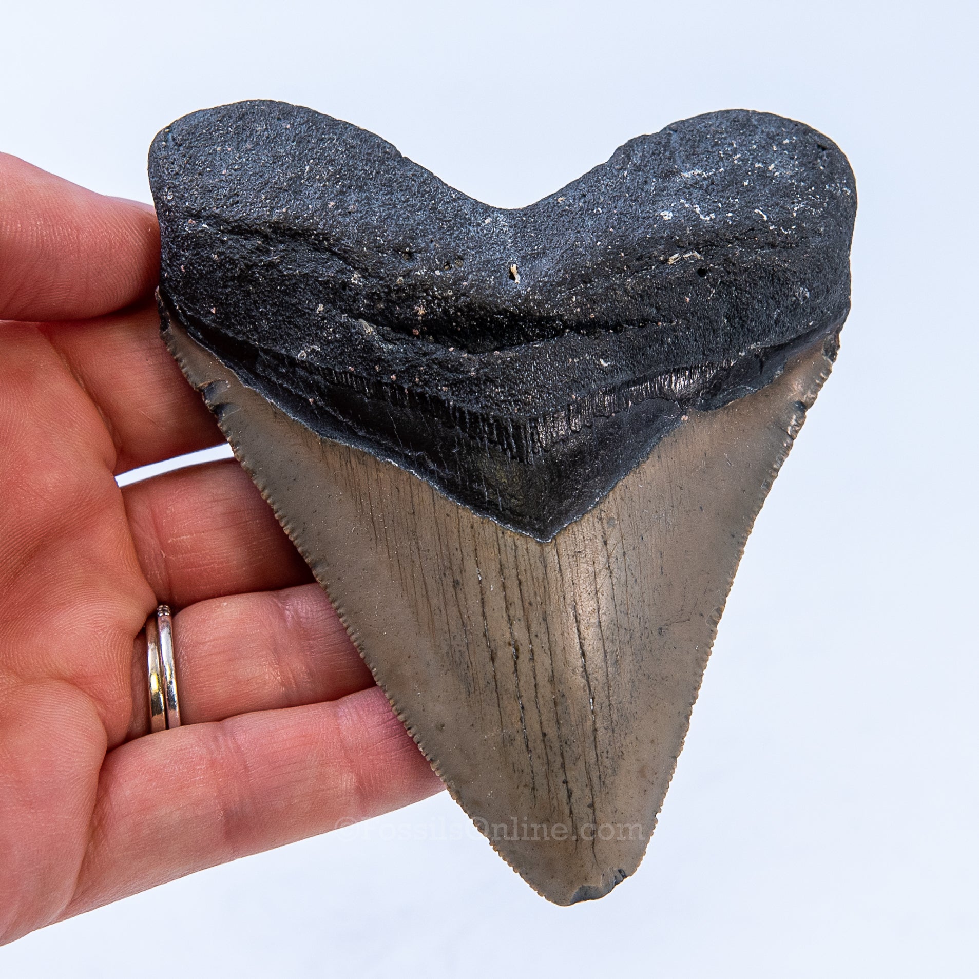 NC Megalodon 4.08"