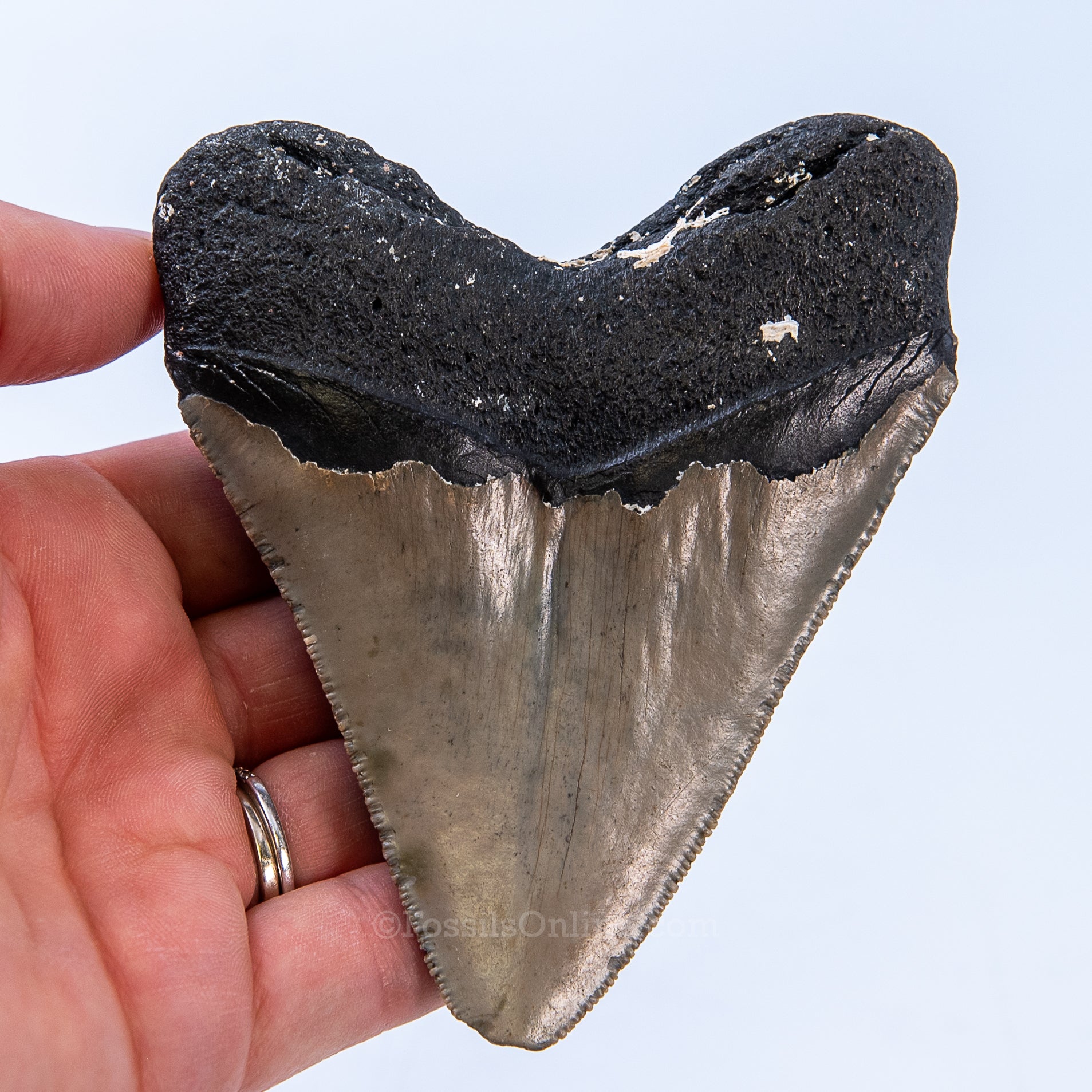NC Megalodon 4.08"