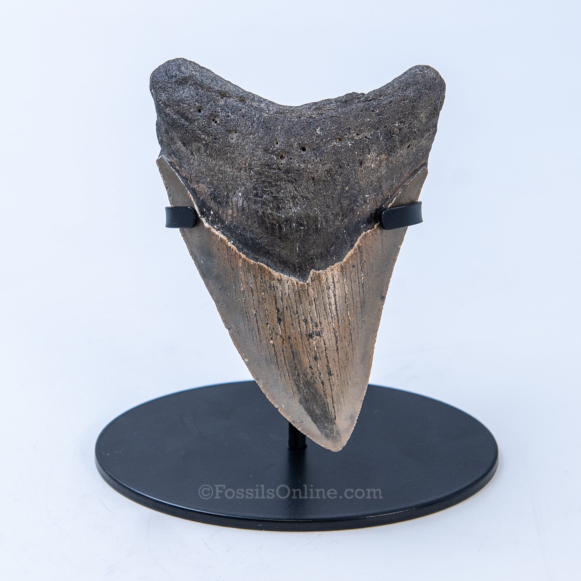 NC Megalodon 4.40"